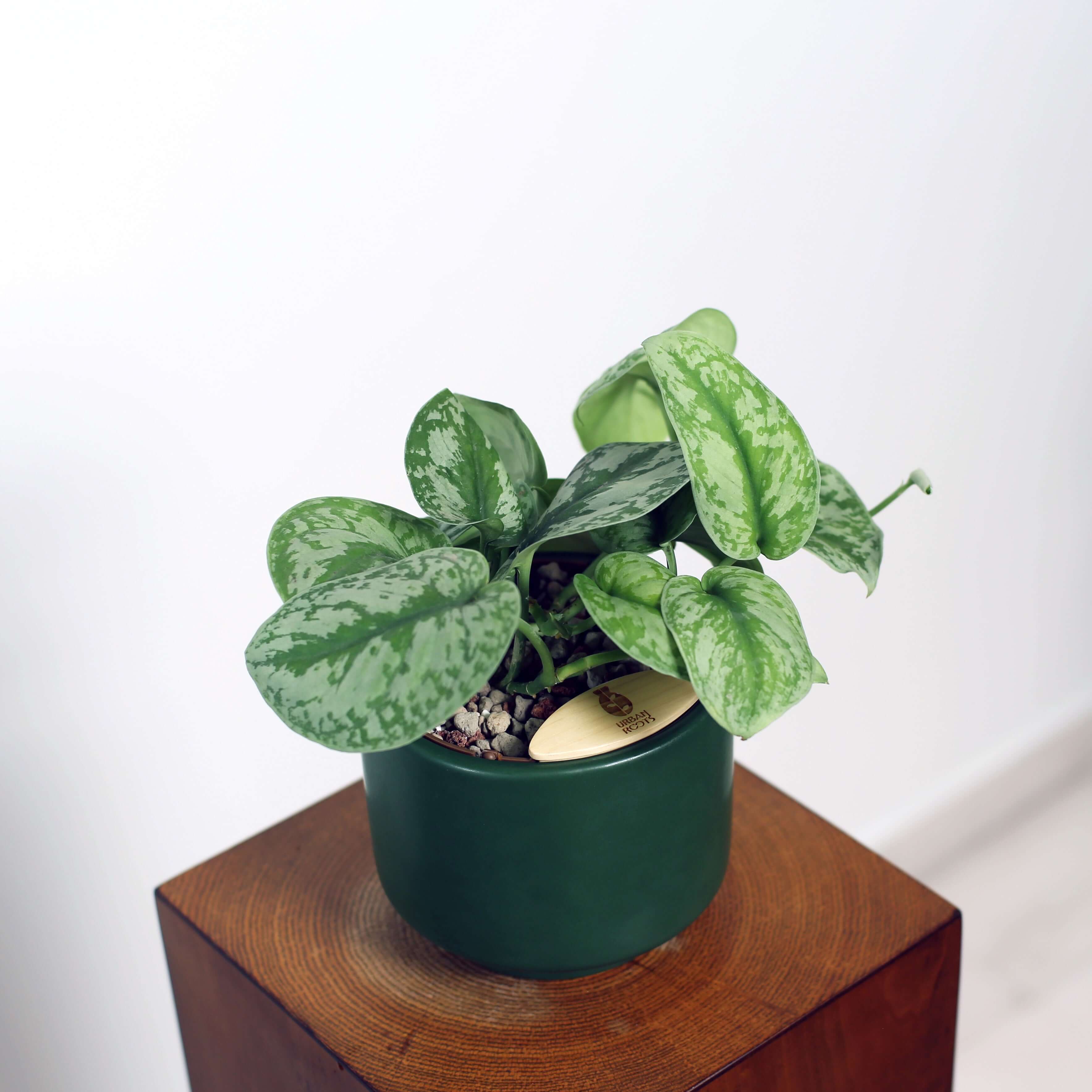 Satin Pothos in Haku pot (Scindapsus Pictus)