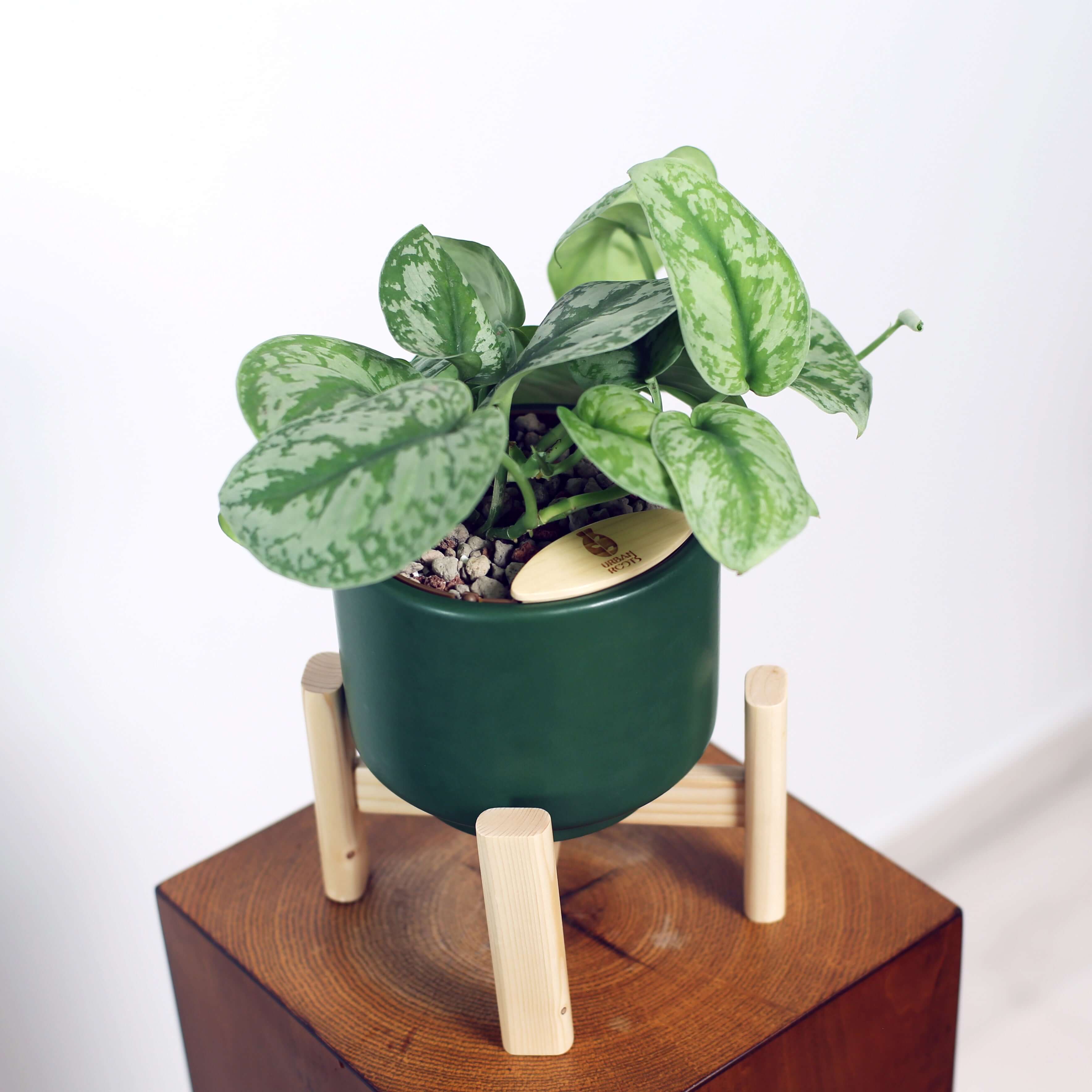Satin Pothos in Haku pot (Scindapsus Pictus)