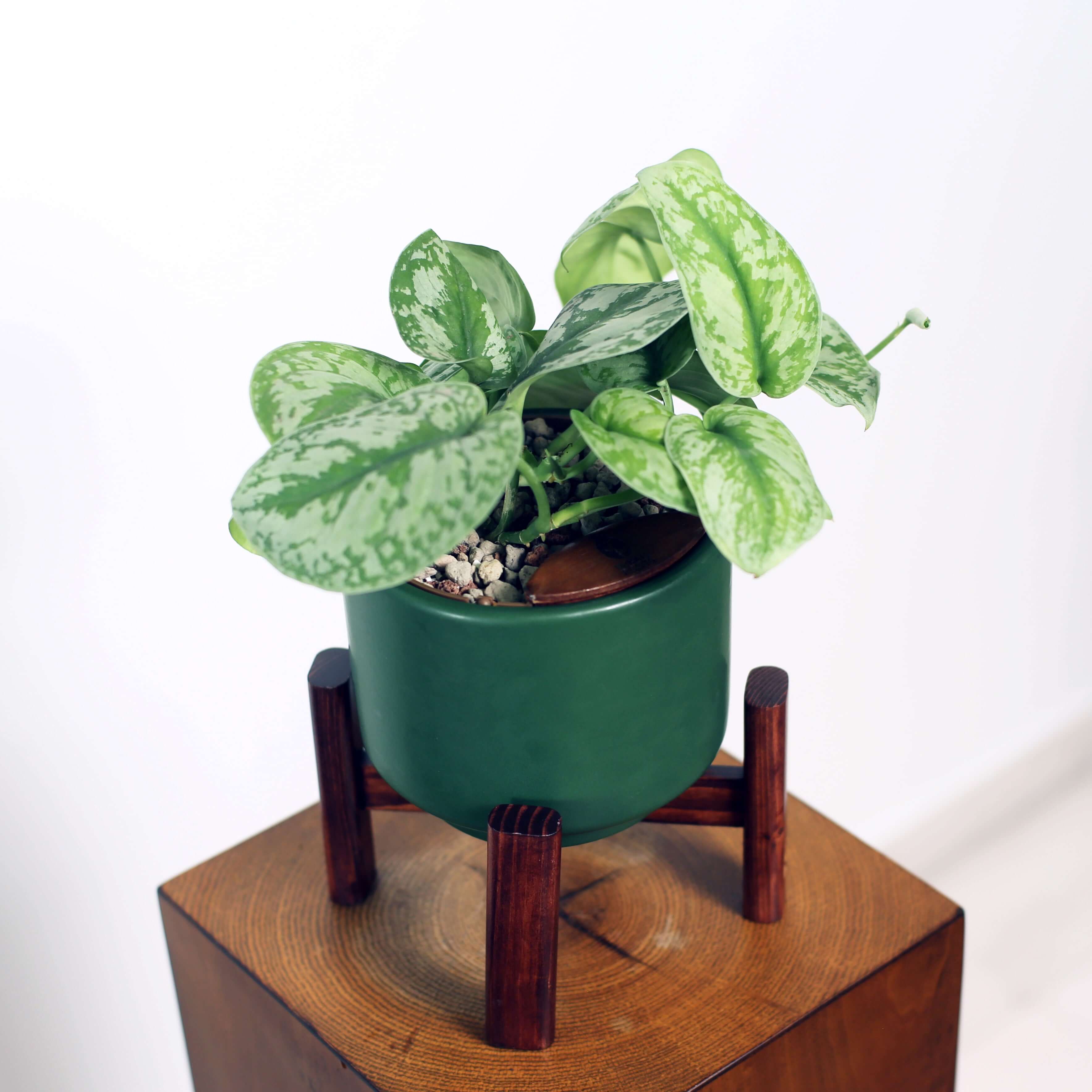 Satin Pothos in Haku pot (Scindapsus Pictus)