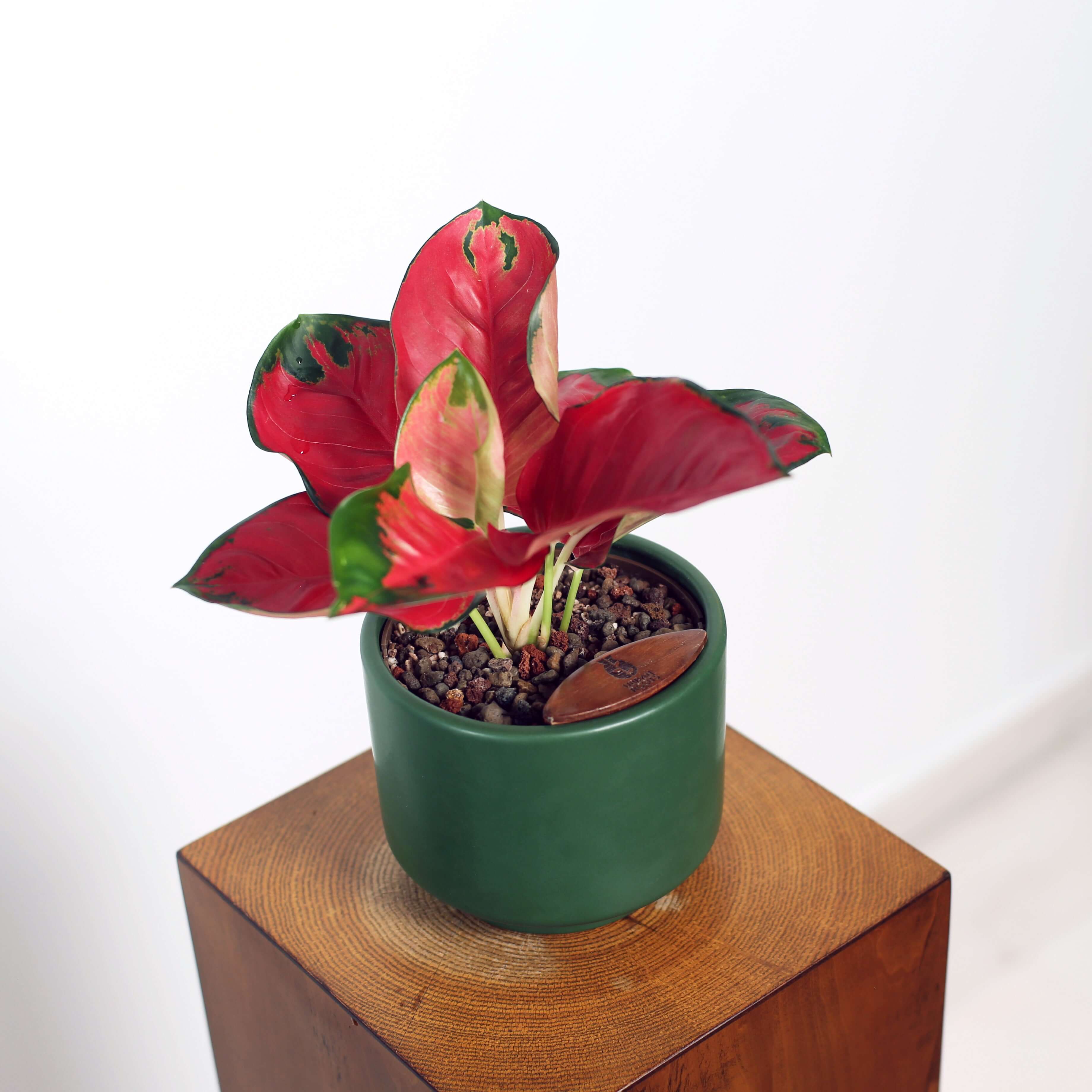 Aglaonema in Haku pot
