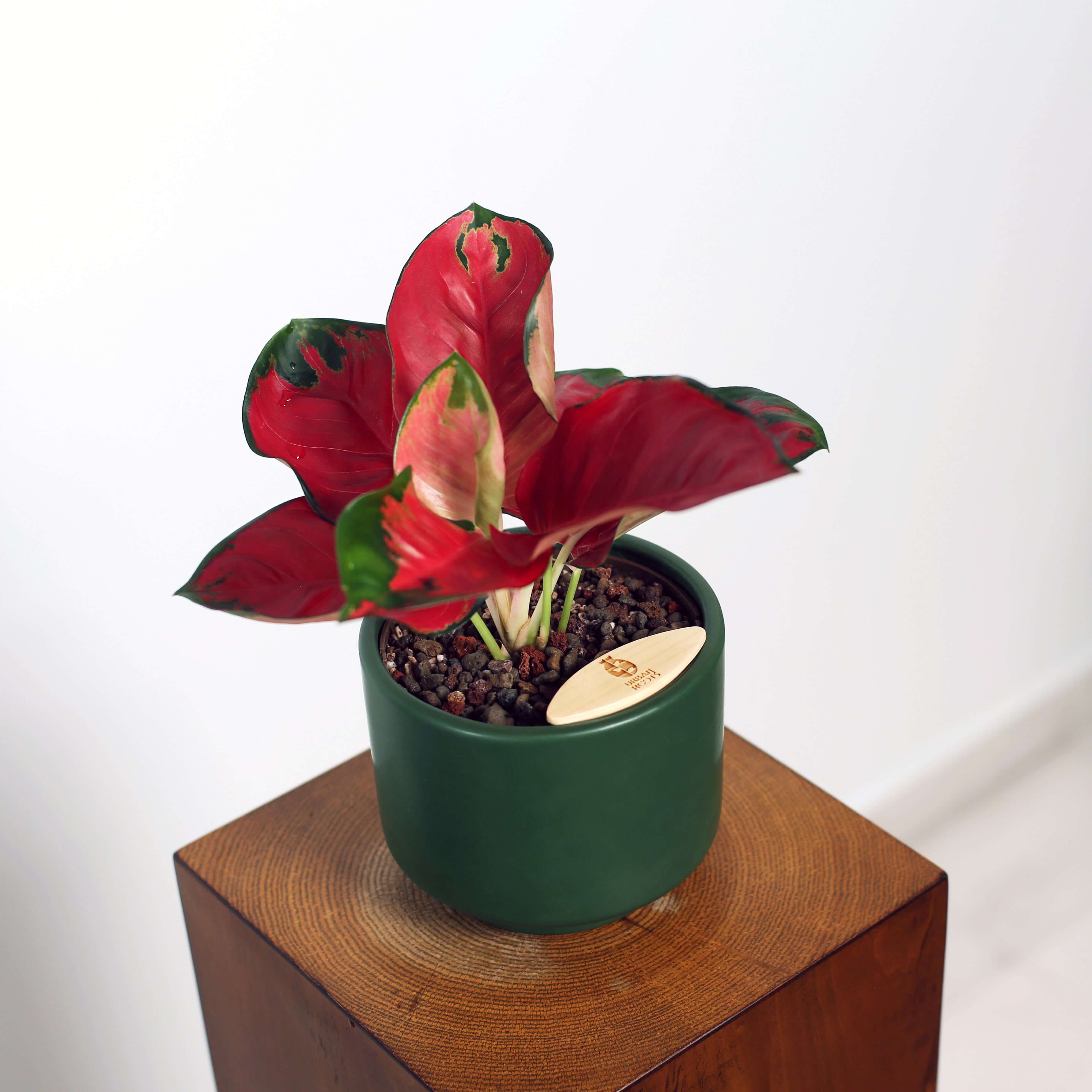 Aglaonema in Haku pot