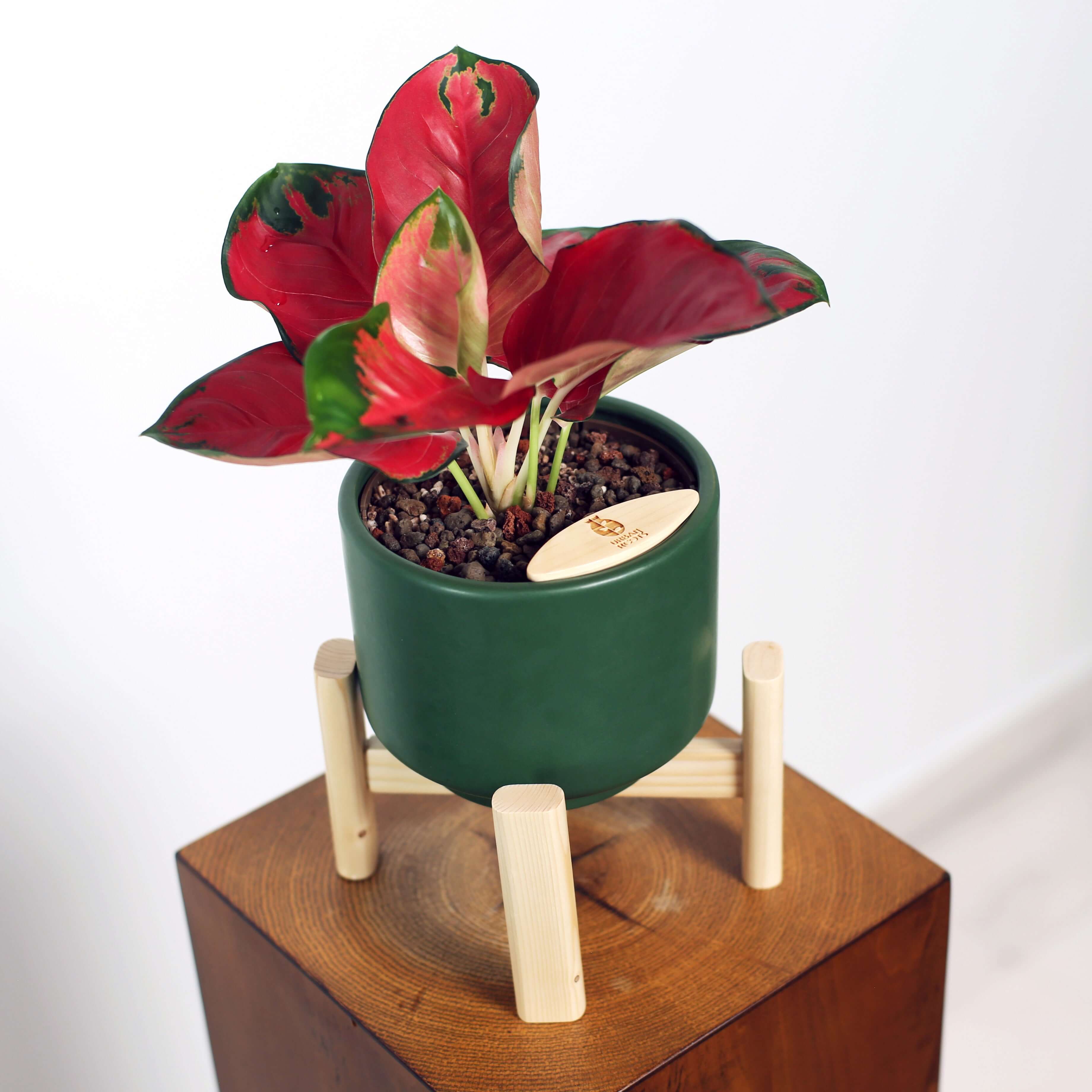 Aglaonema in Haku pot