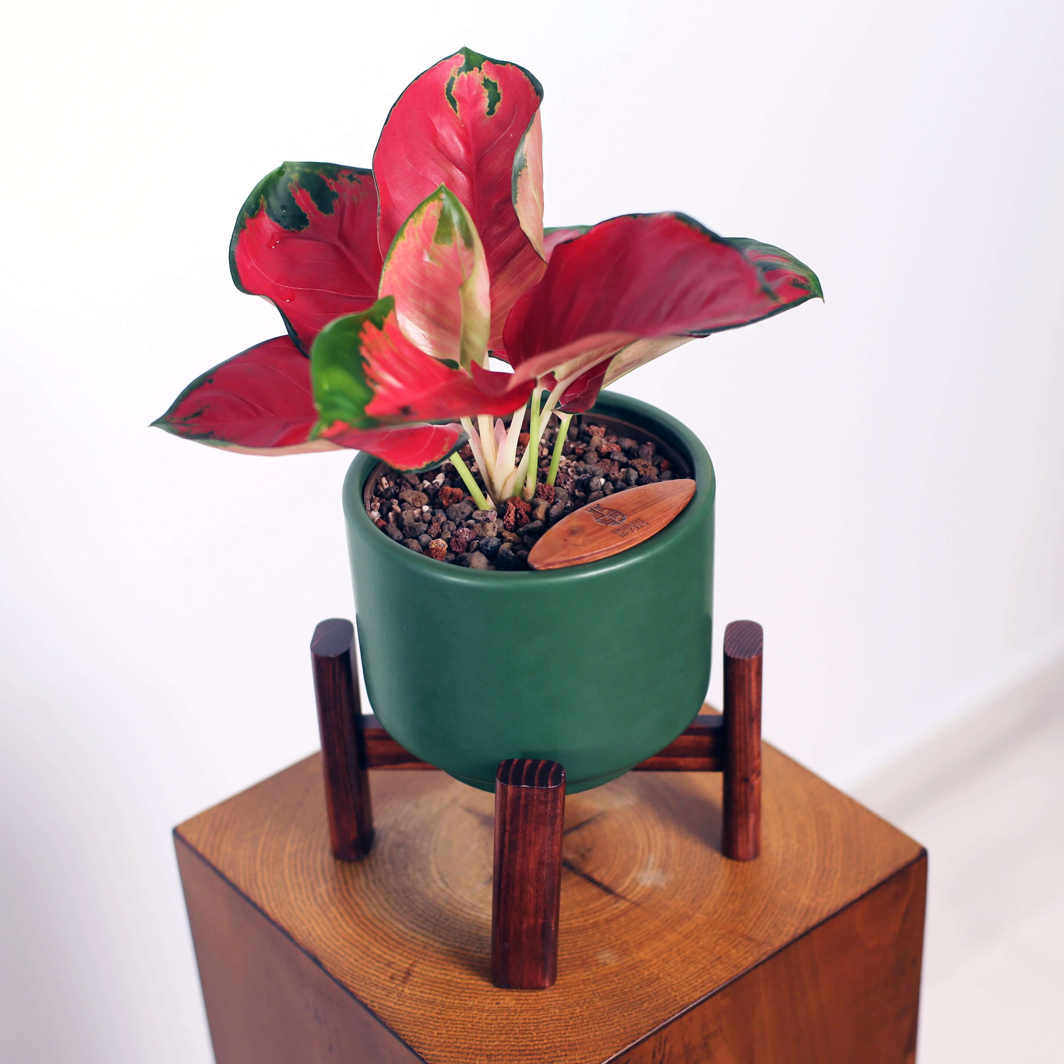 Aglaonema in Haku pot