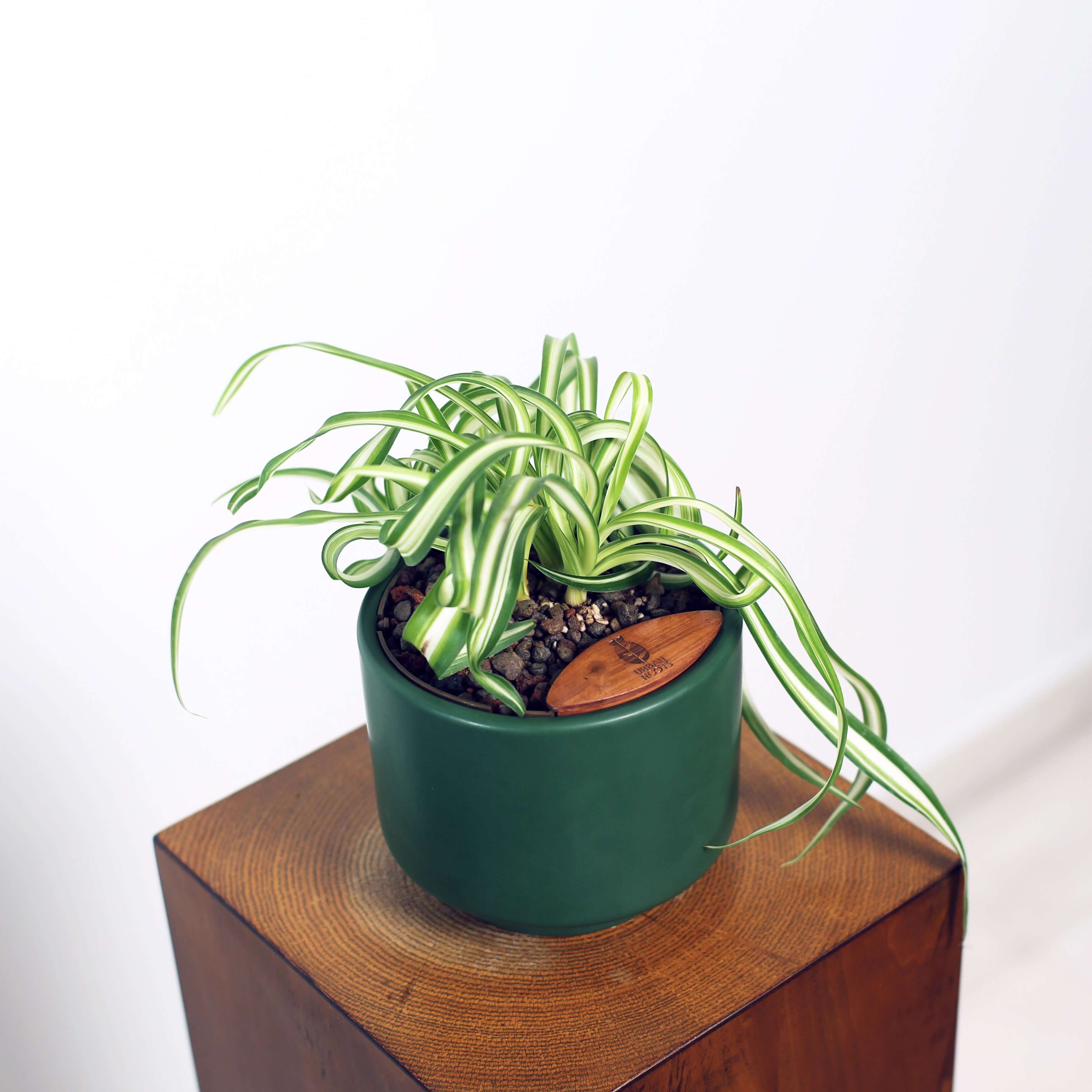Bonnie Spider Plant in Haku pot (Chlorophytum comosum)