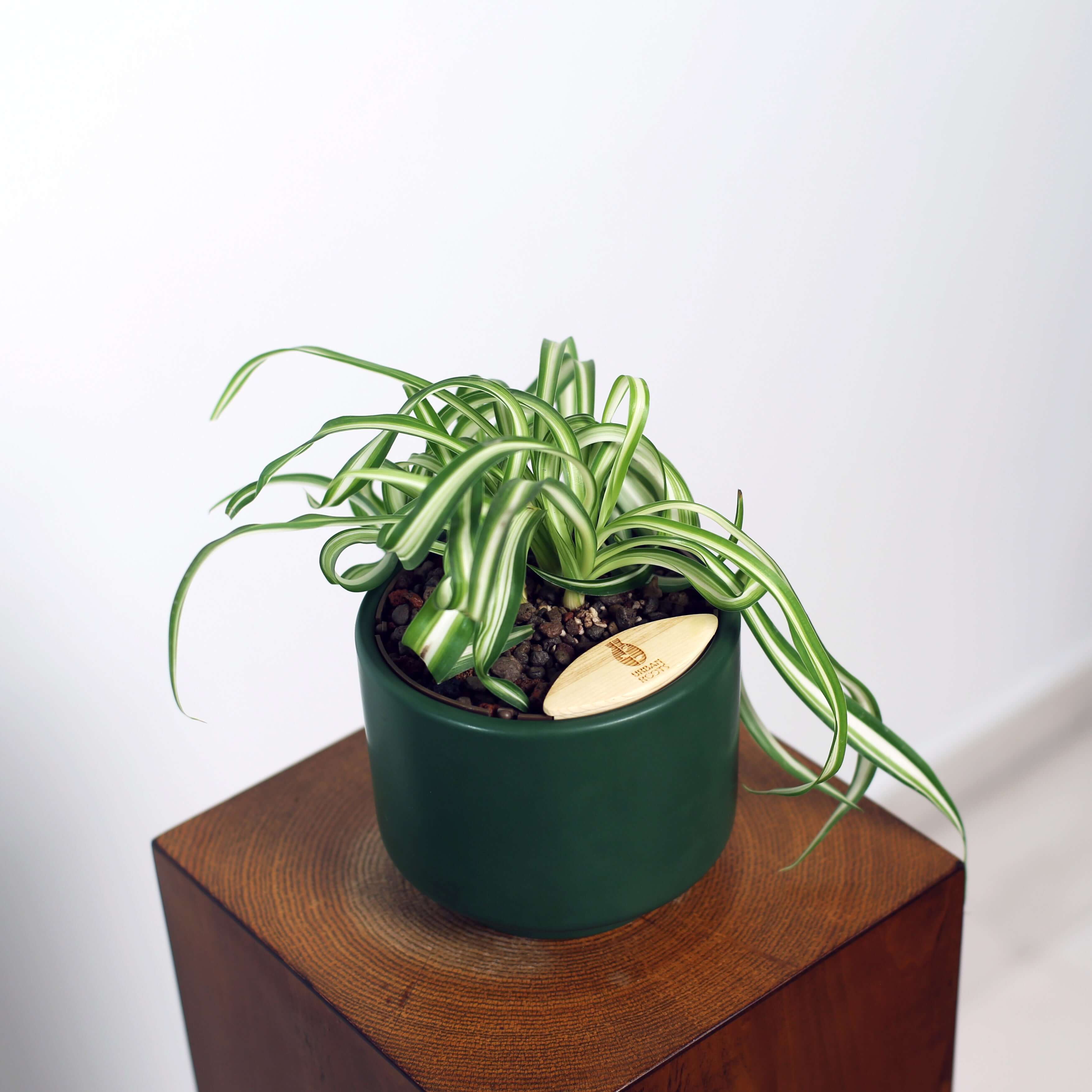 Bonnie Spider Plant in Haku pot (Chlorophytum comosum)
