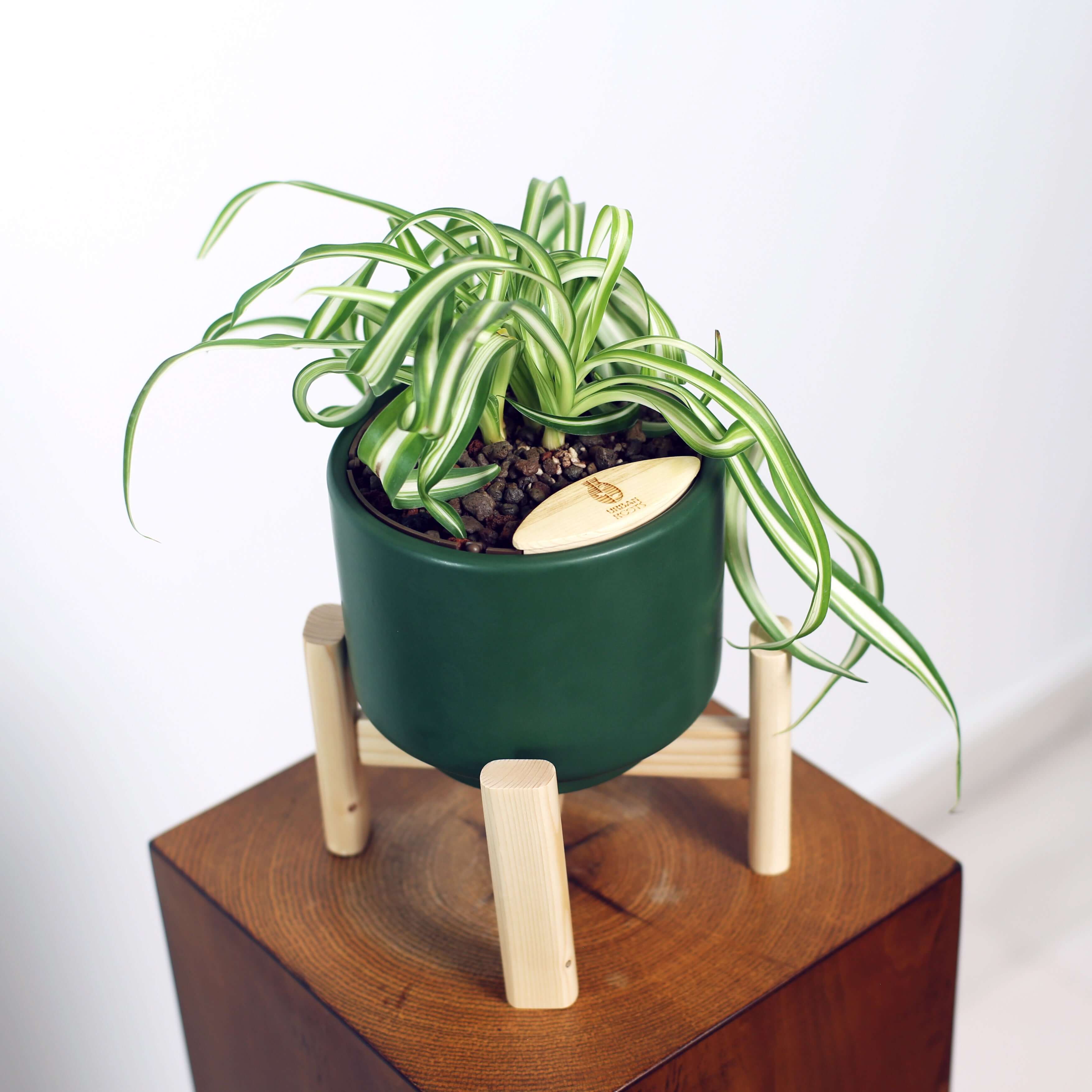 Bonnie Spider Plant in Haku pot (Chlorophytum comosum)