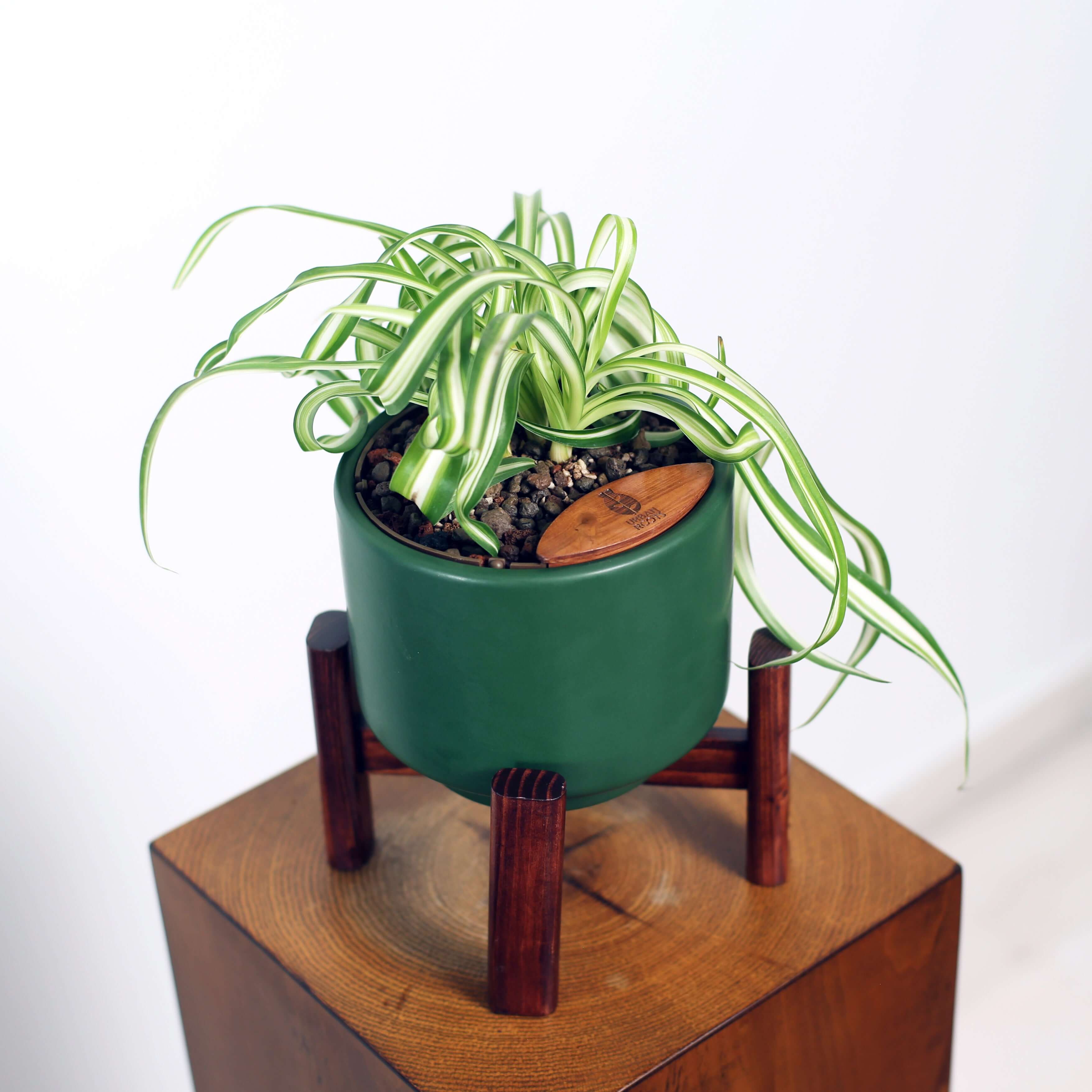 Bonnie Spider Plant in Haku pot (Chlorophytum comosum)