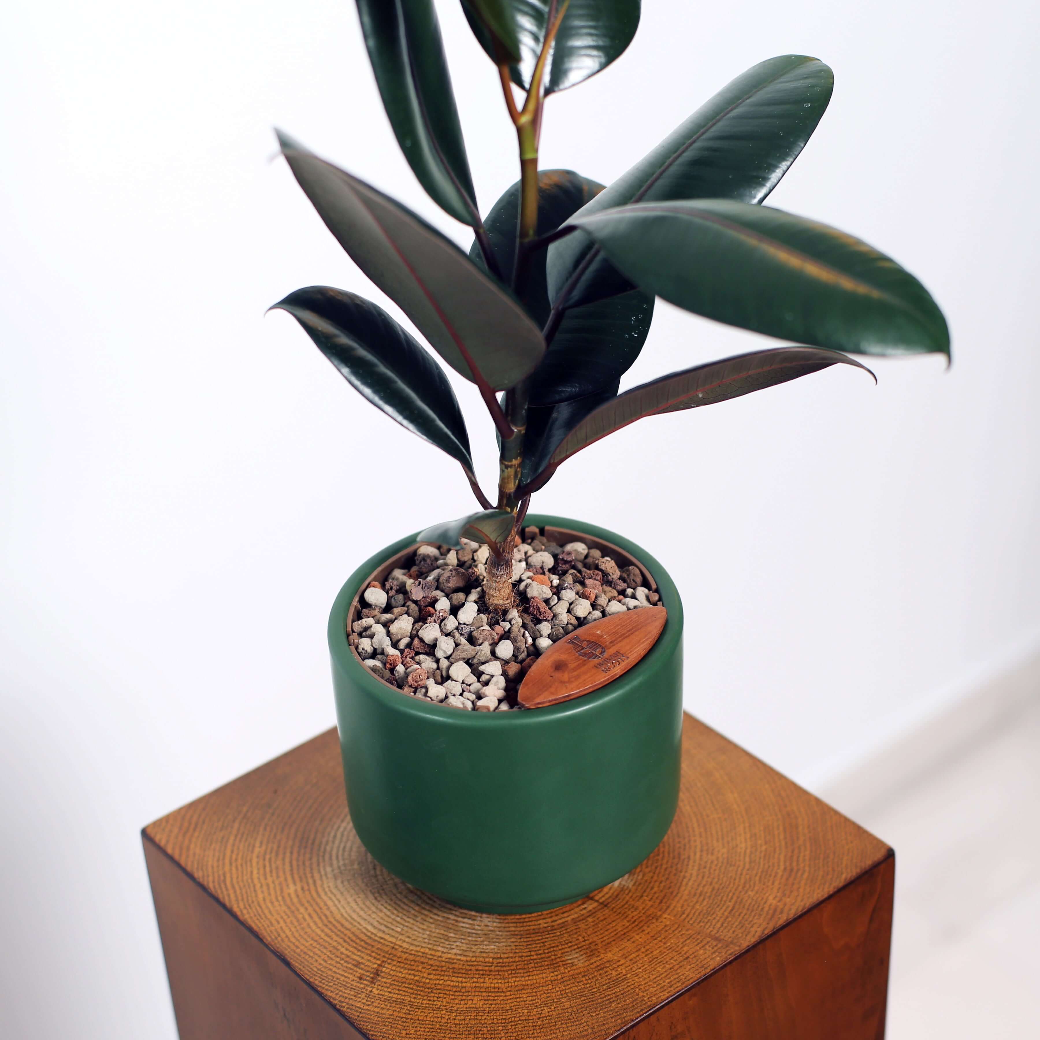 Rubber Fig in Haku pot (Ficus Elastica)