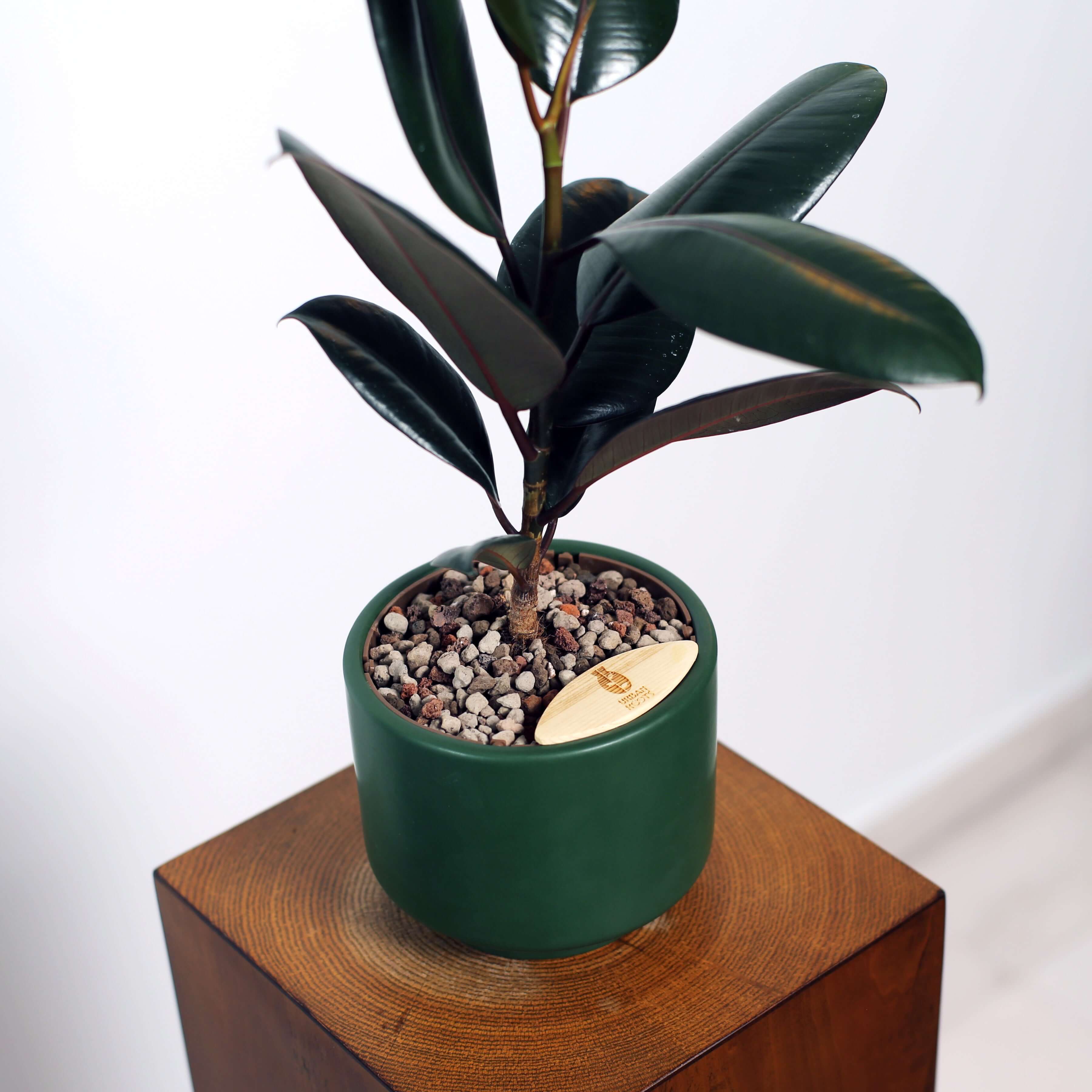 Rubber Fig in Haku pot (Ficus Elastica)