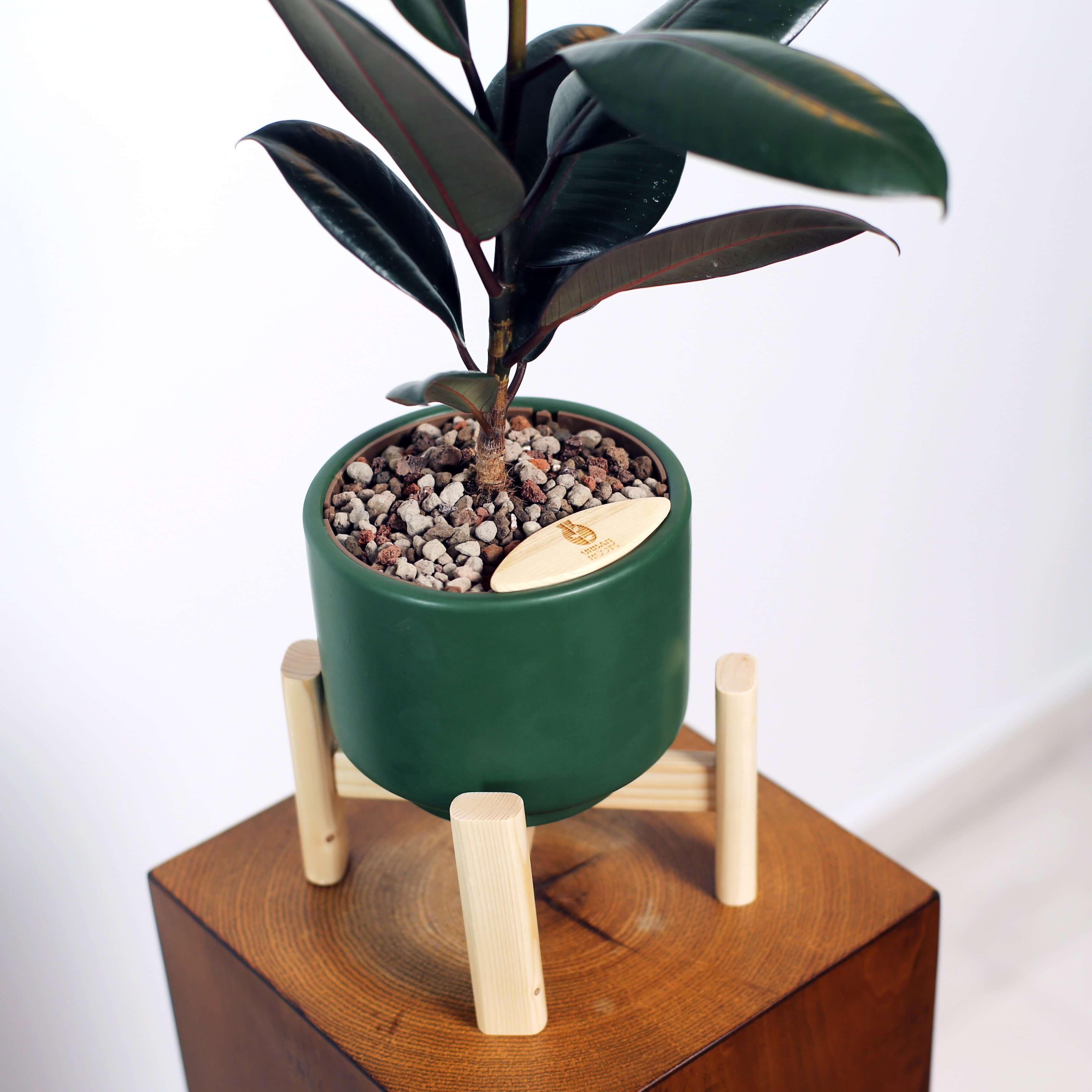 Rubber Fig in Haku pot (Ficus Elastica)