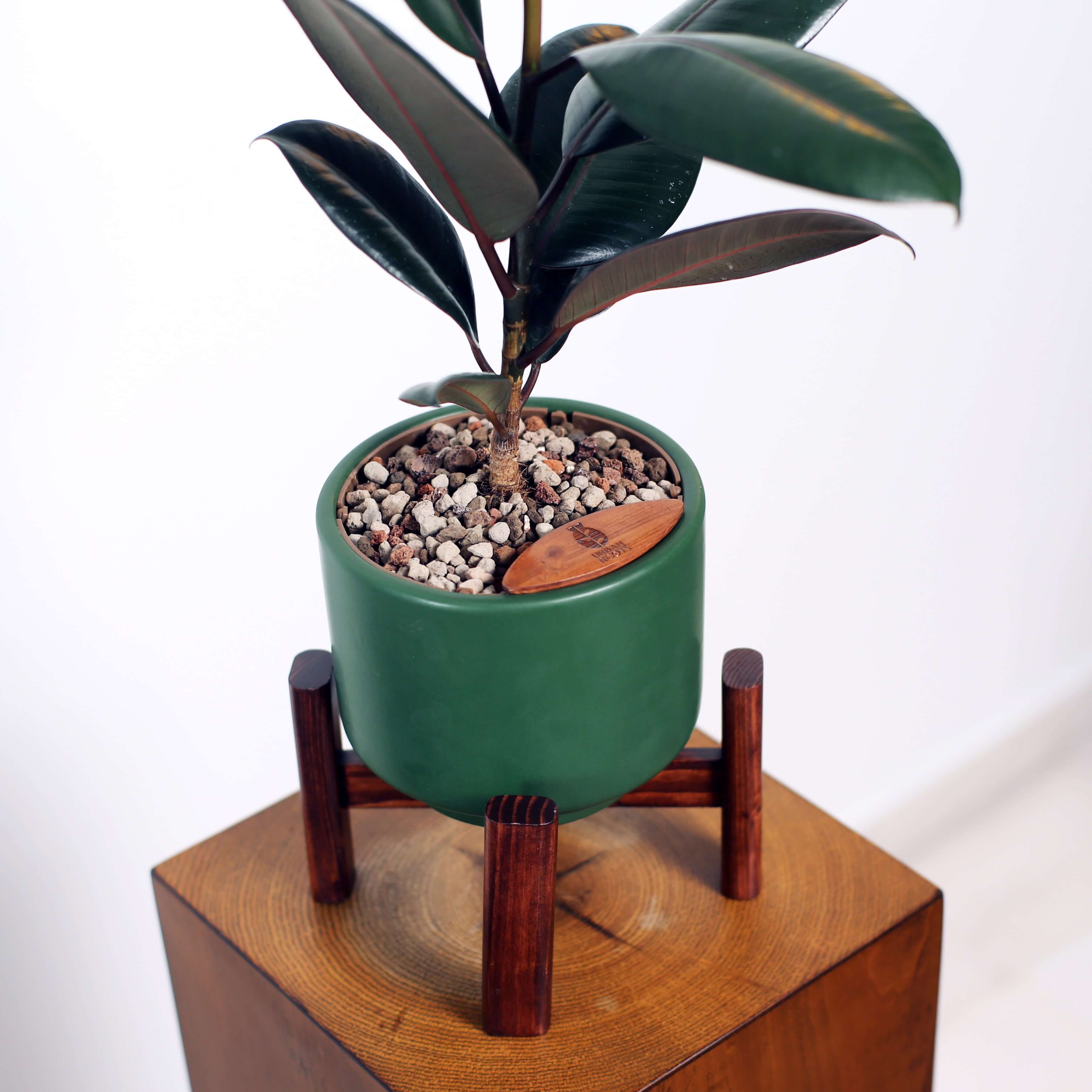 Rubber Fig in Haku pot (Ficus Elastica)