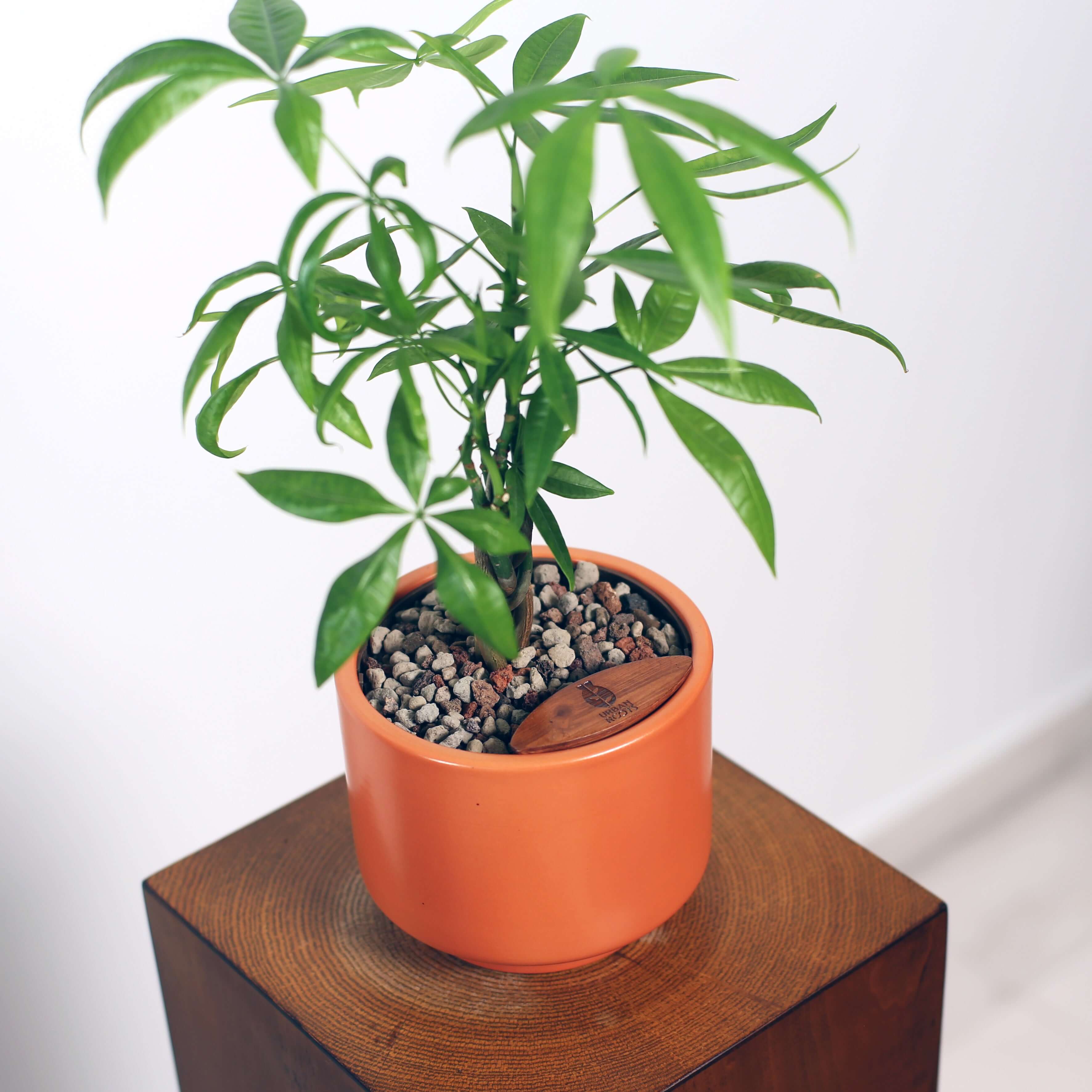 Money Tree in Haku pot (Pachira Aquatica)