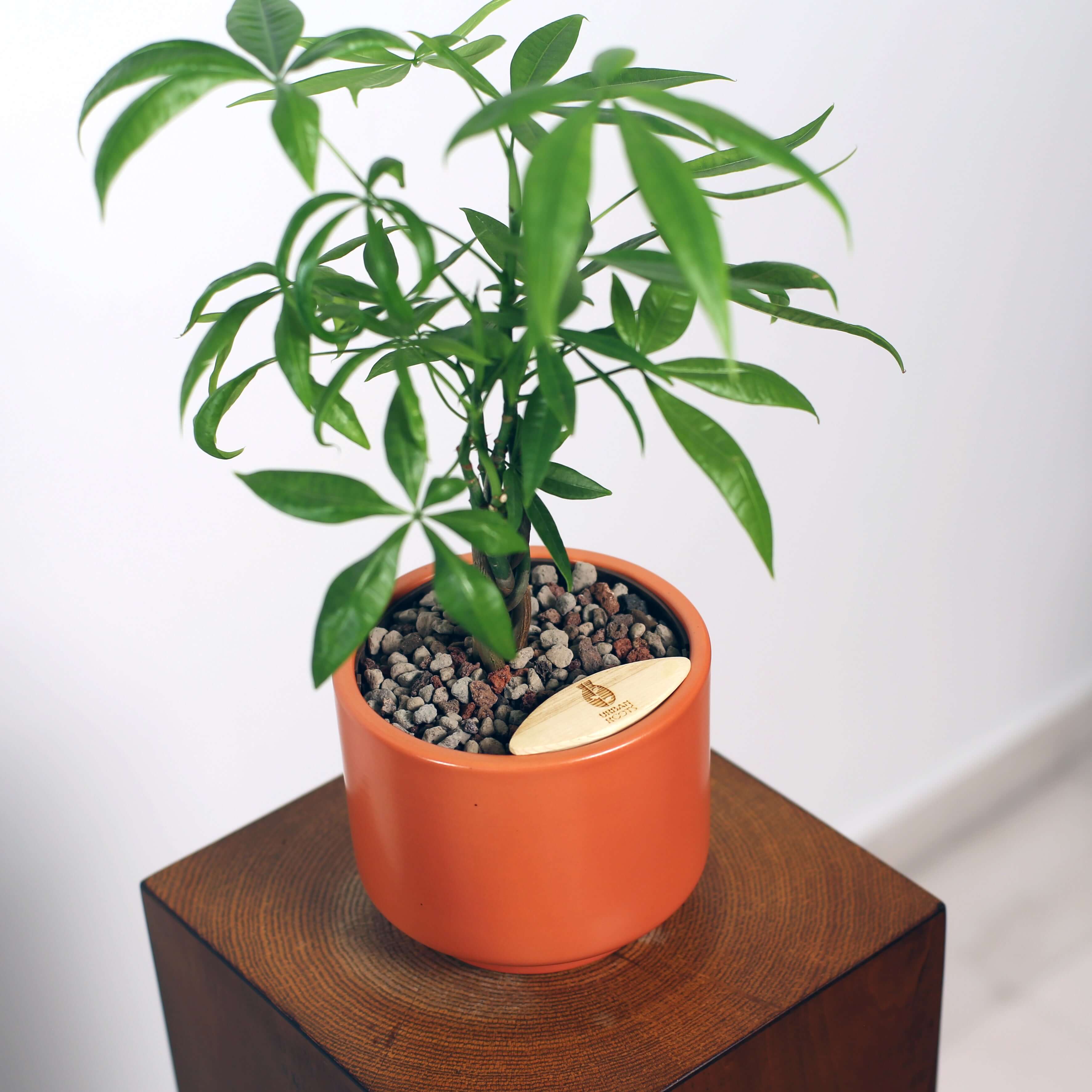 Money Tree in Haku pot (Pachira Aquatica)