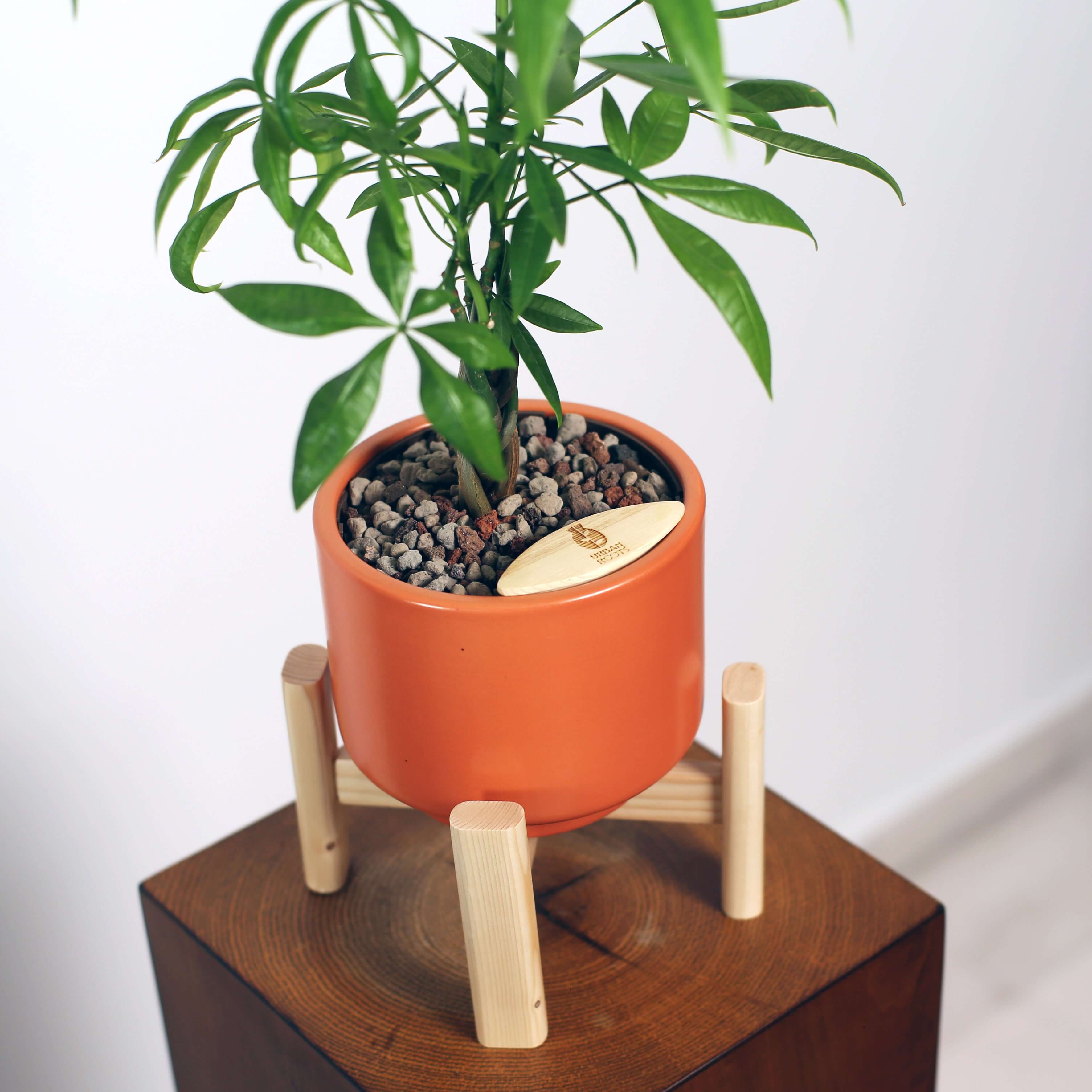 Money Tree in Haku pot (Pachira Aquatica)