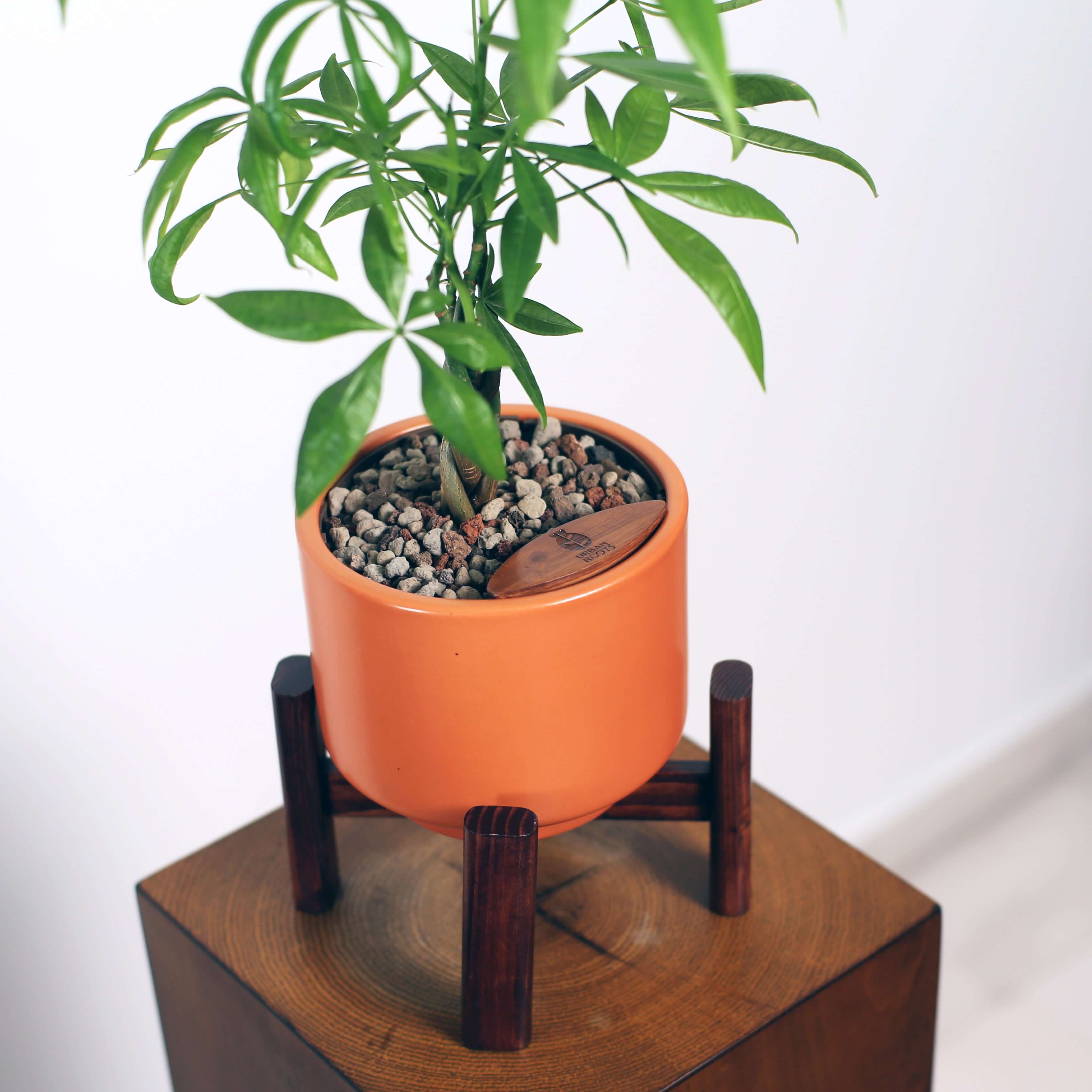 Money Tree in Haku pot (Pachira Aquatica)