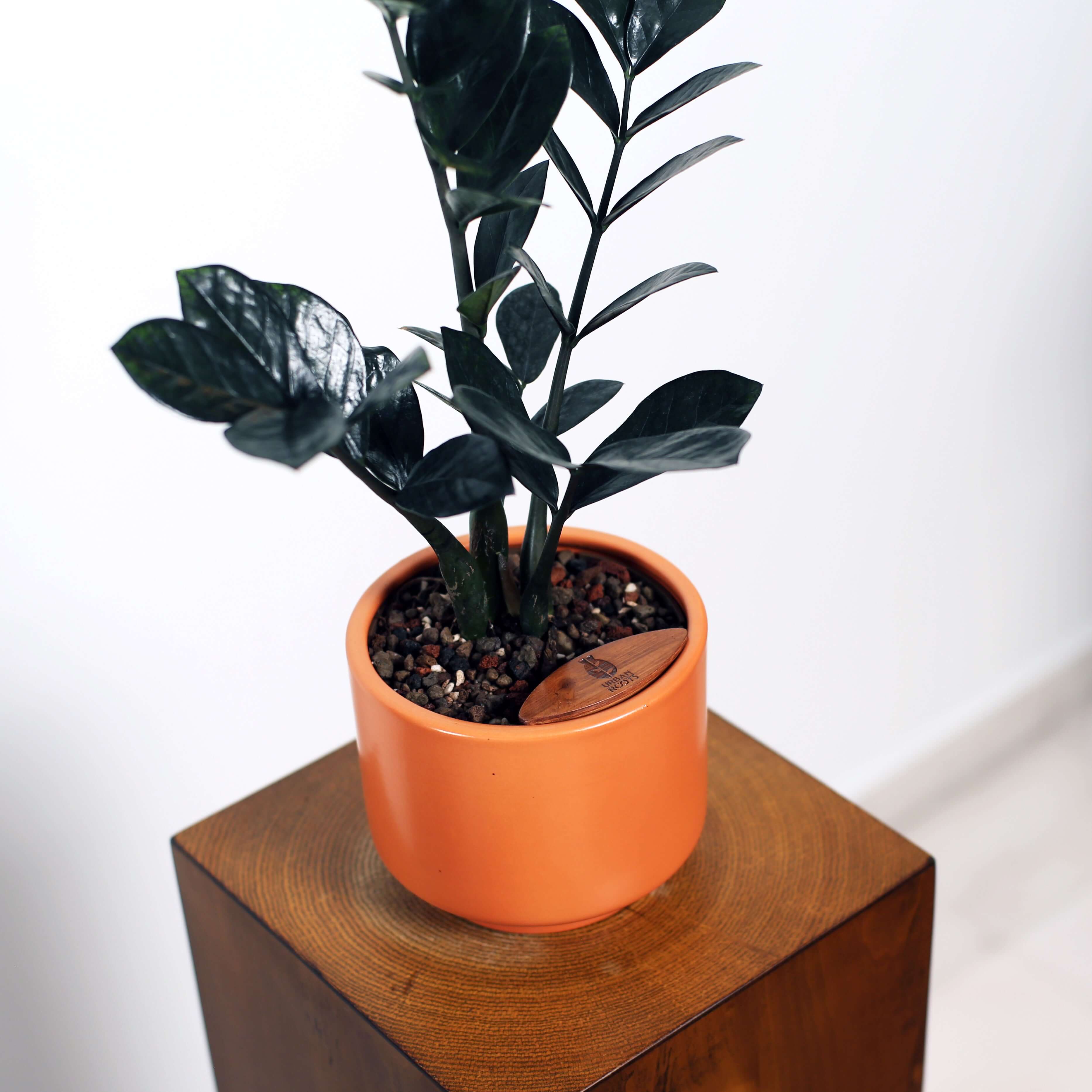 ZZ Plant in Haku pot