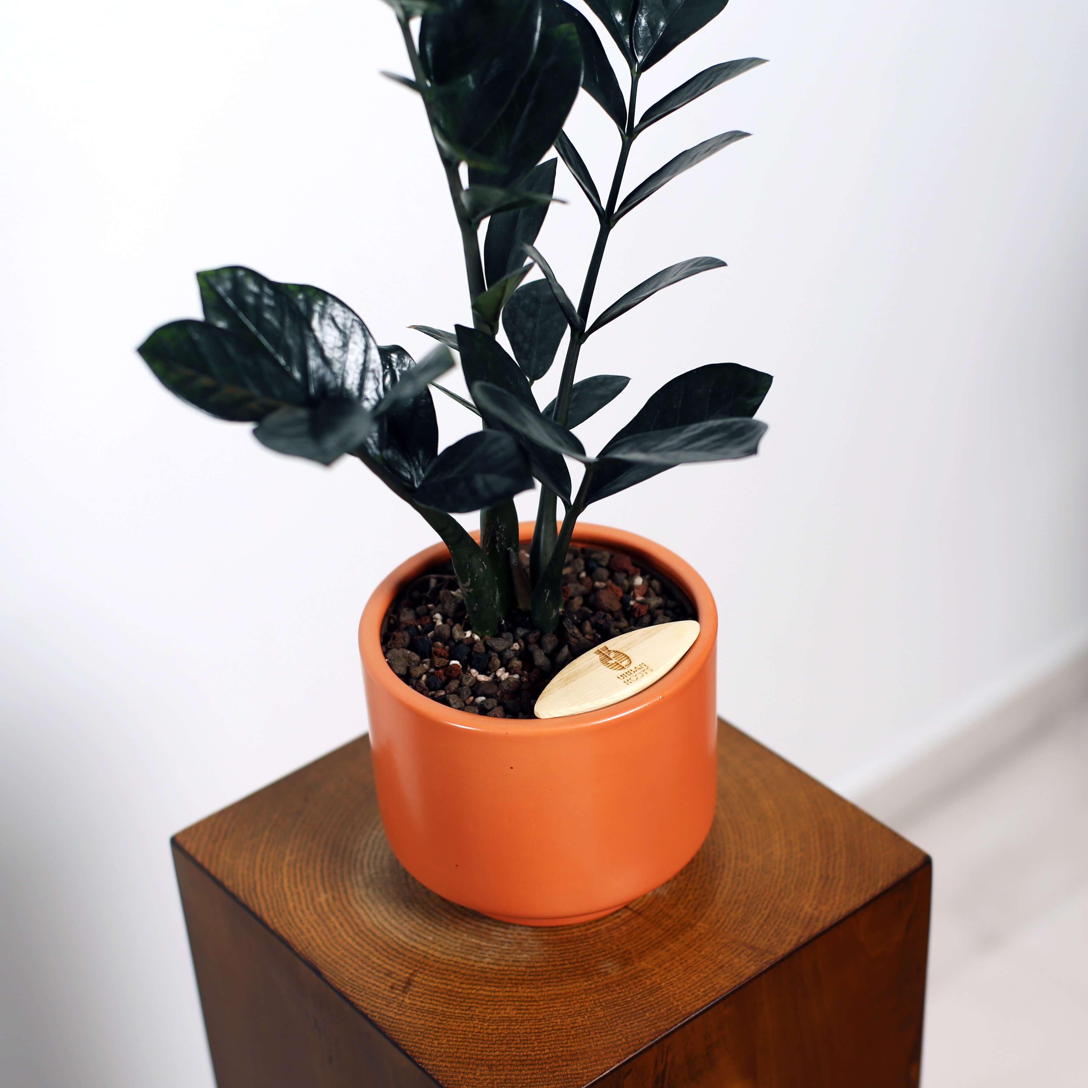 ZZ Plant in Haku pot