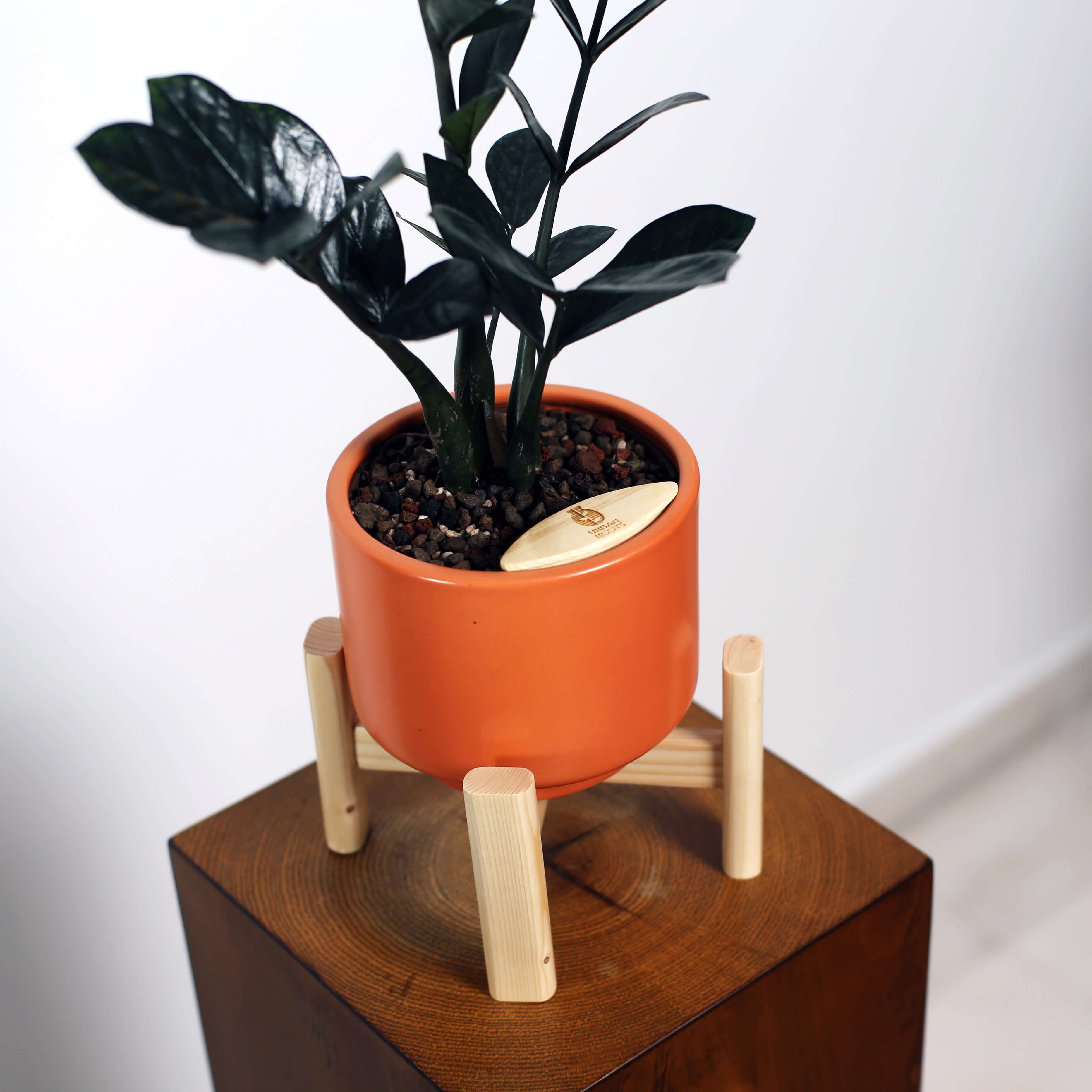 ZZ Plant in Haku pot