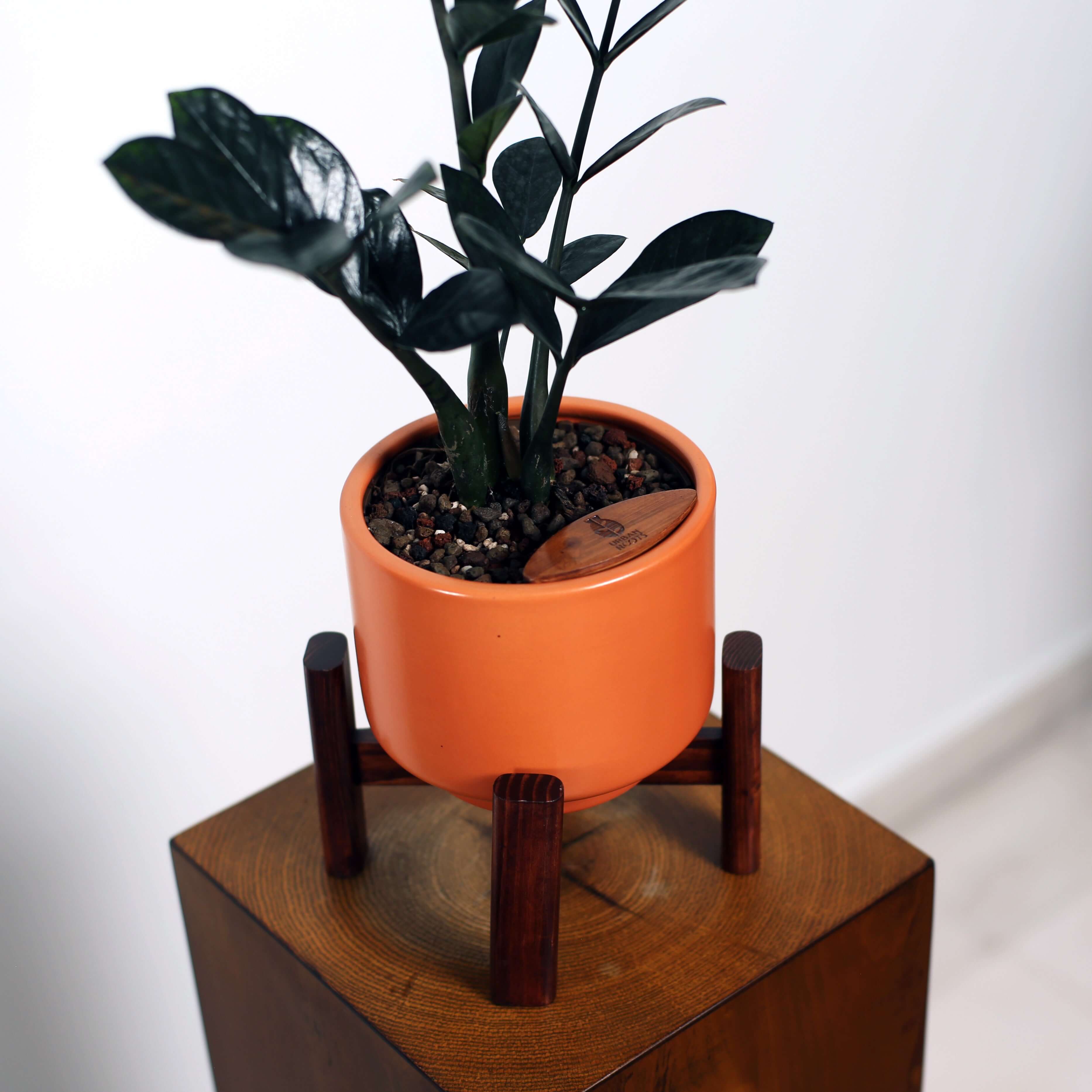 ZZ Plant in Haku pot