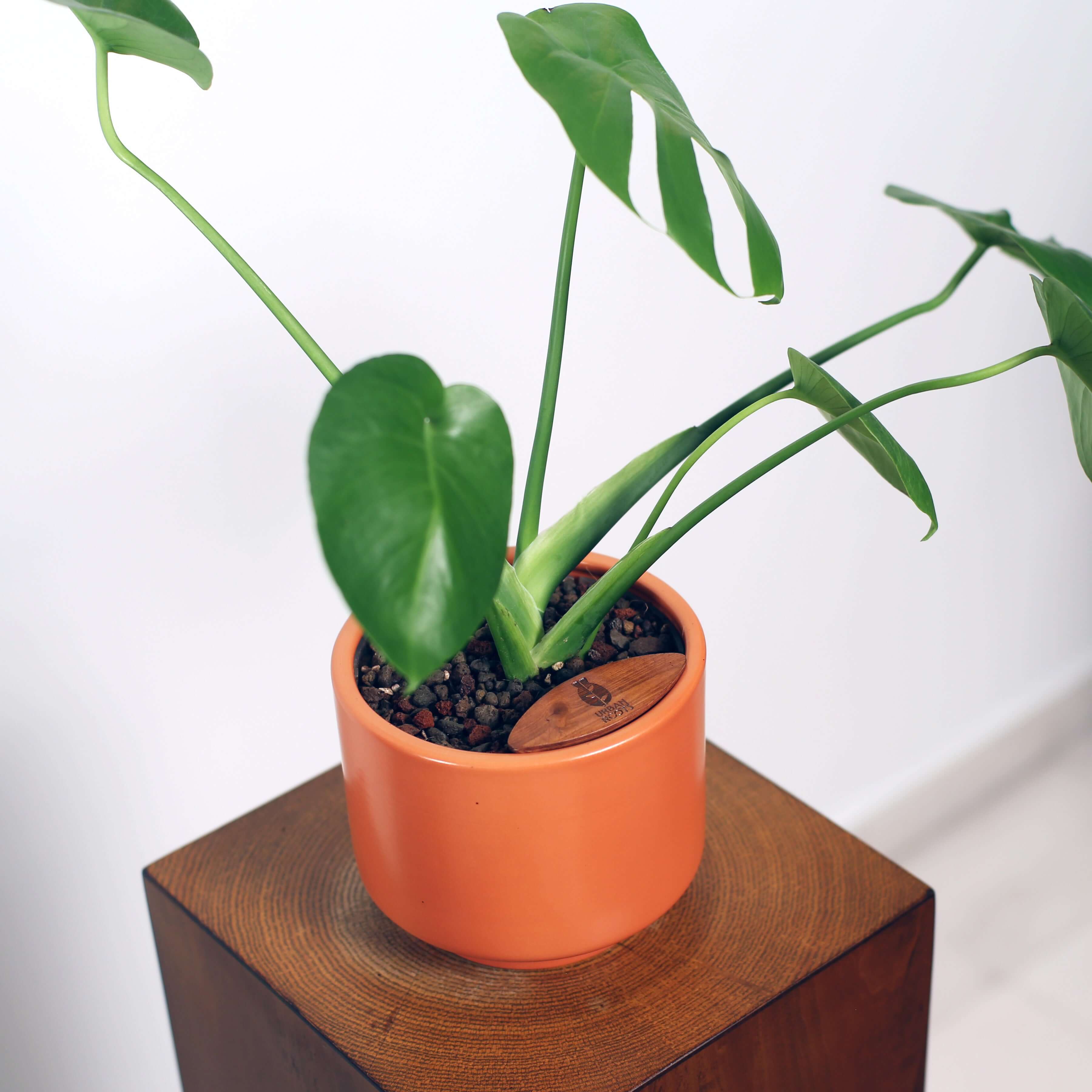 Monstera in Haku pot