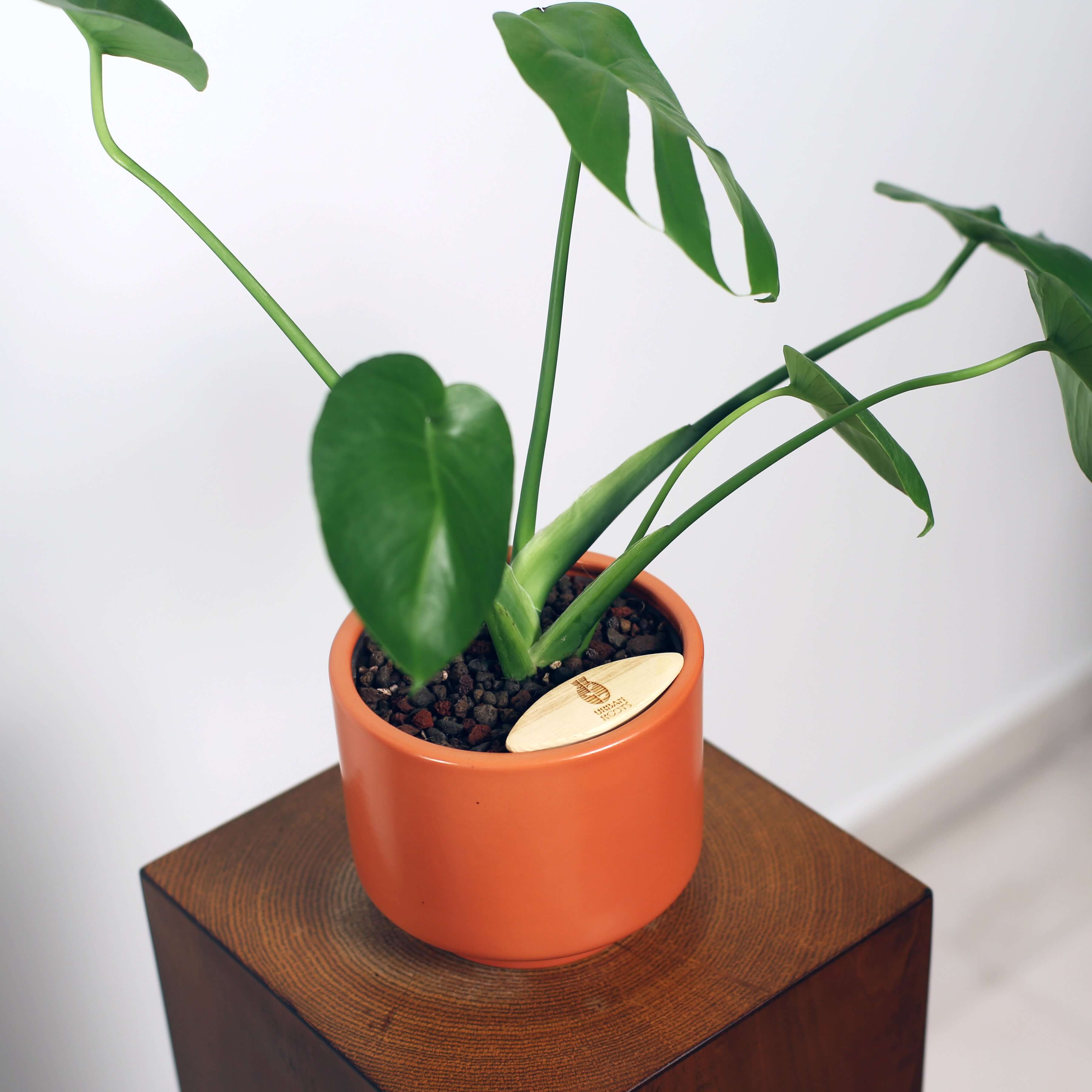 Monstera in Haku pot