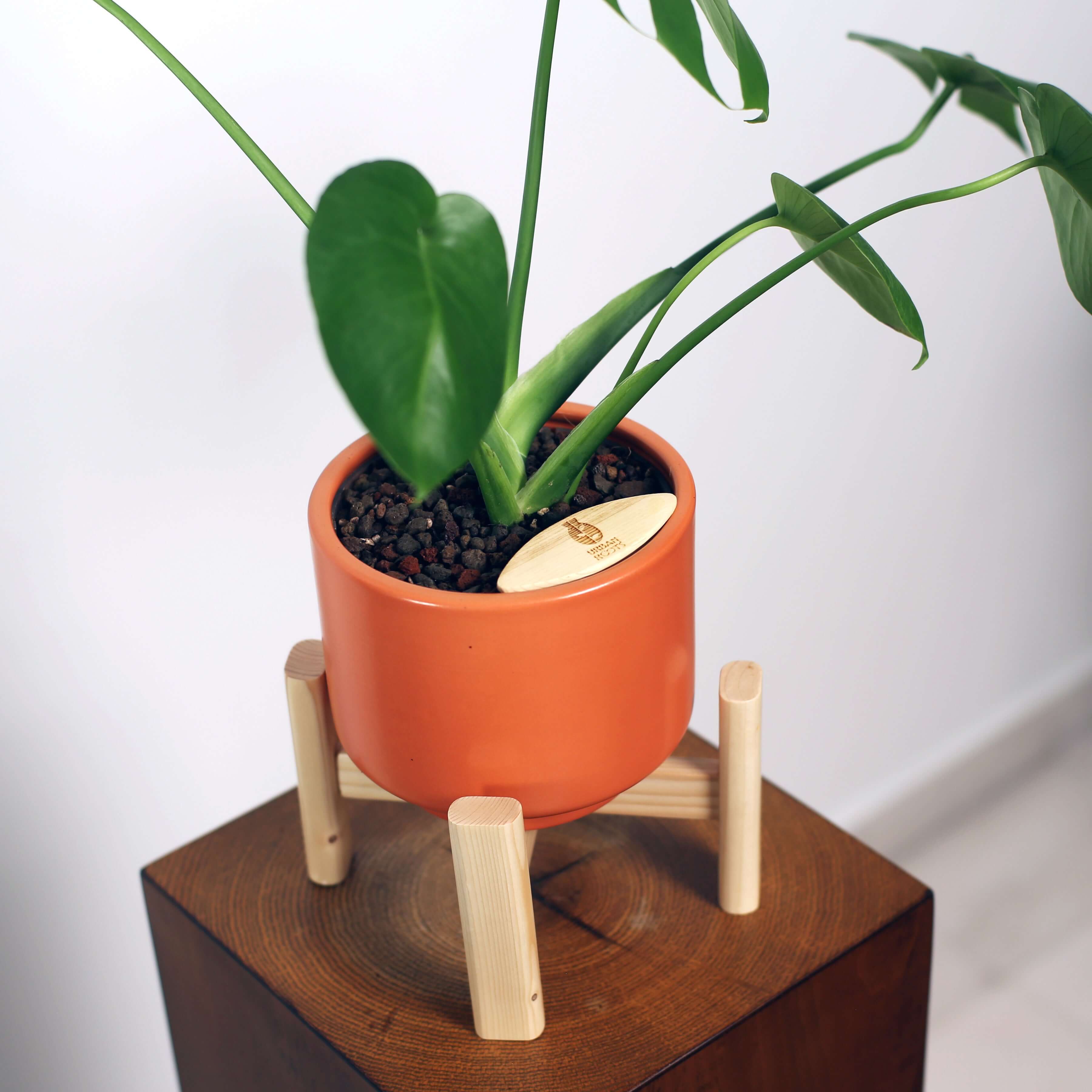 Monstera in Haku pot