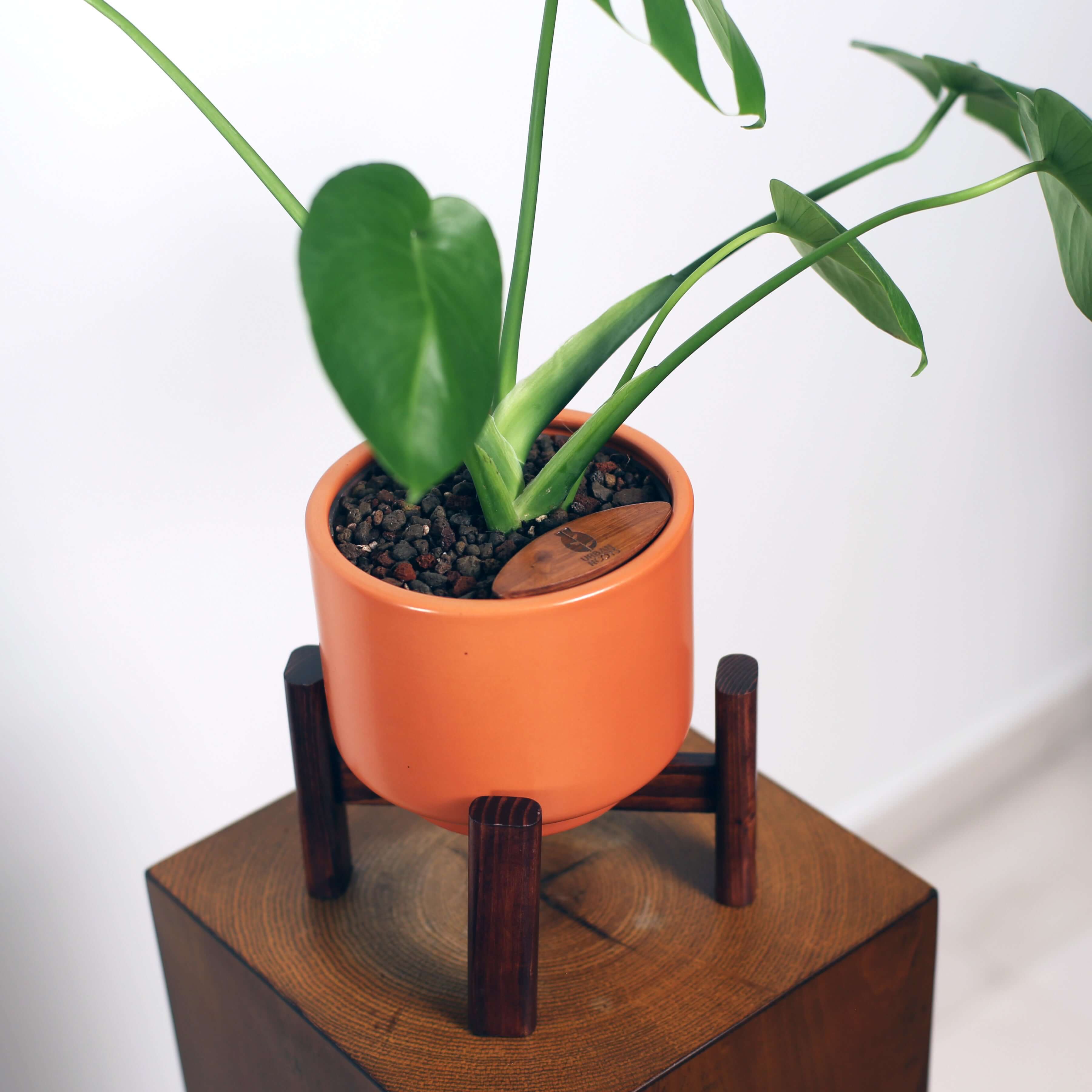 Monstera in Haku pot