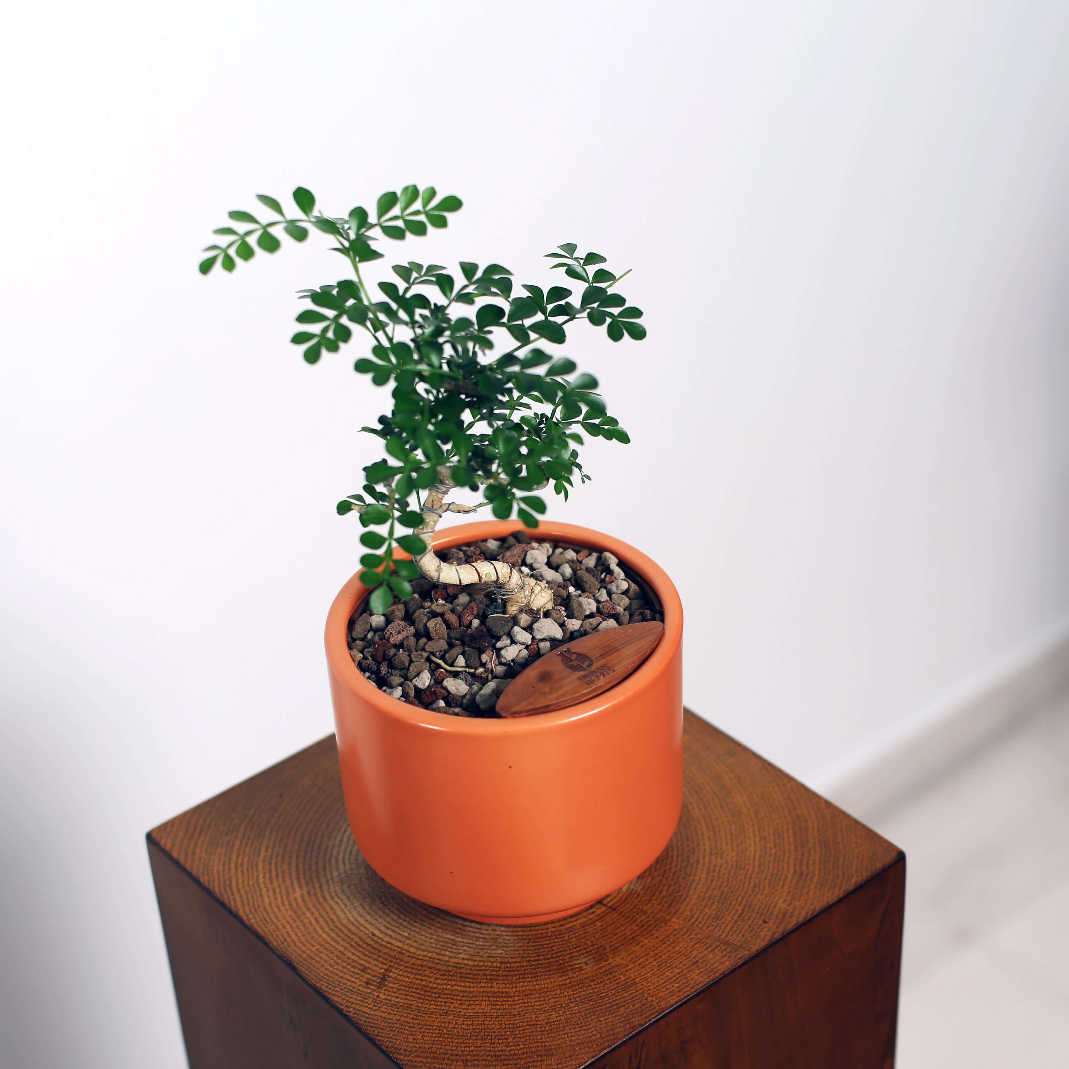 Bonsai in Haku pot (Feroniea Lucida Bonsai)
