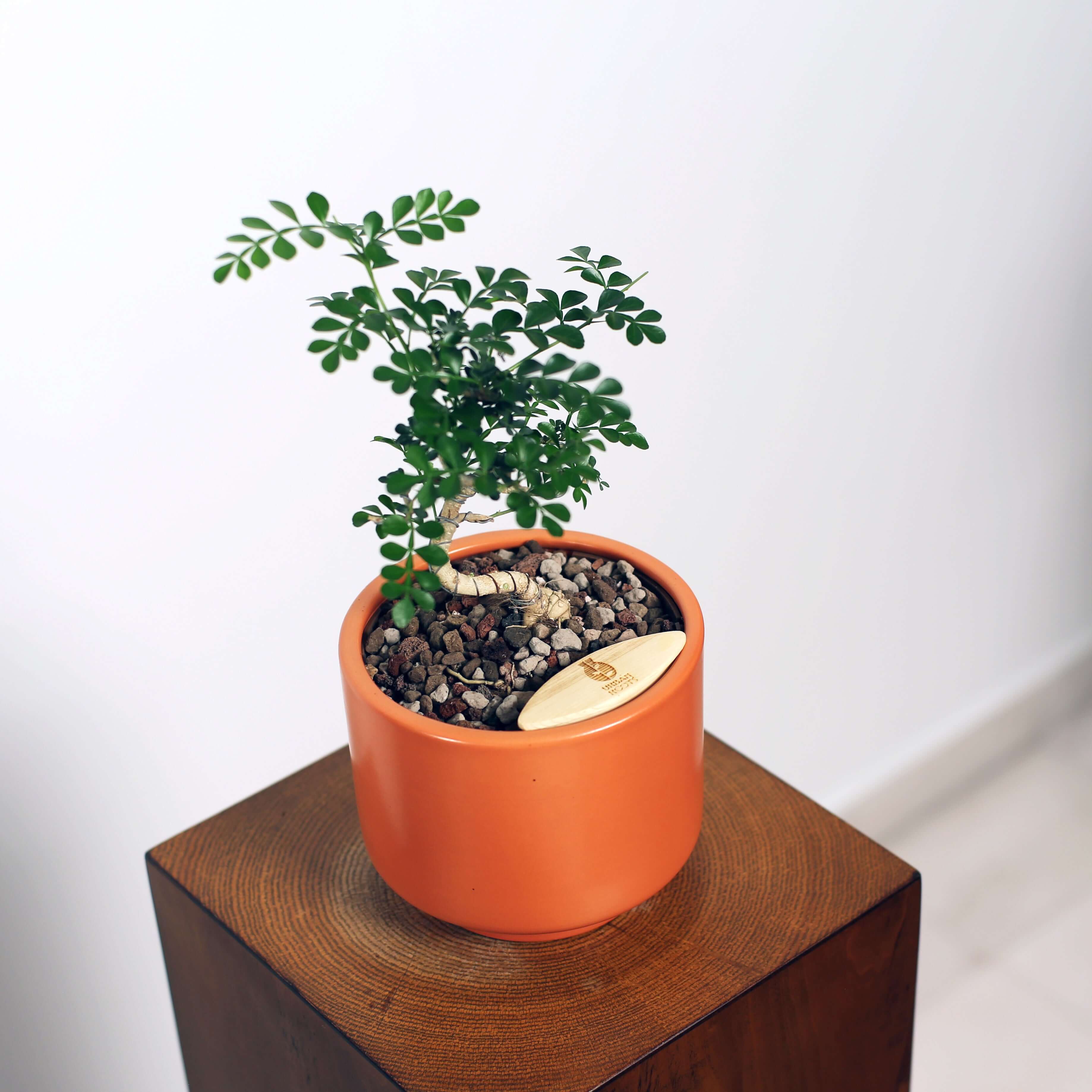 Bonsai in Haku pot (Feroniea Lucida Bonsai)