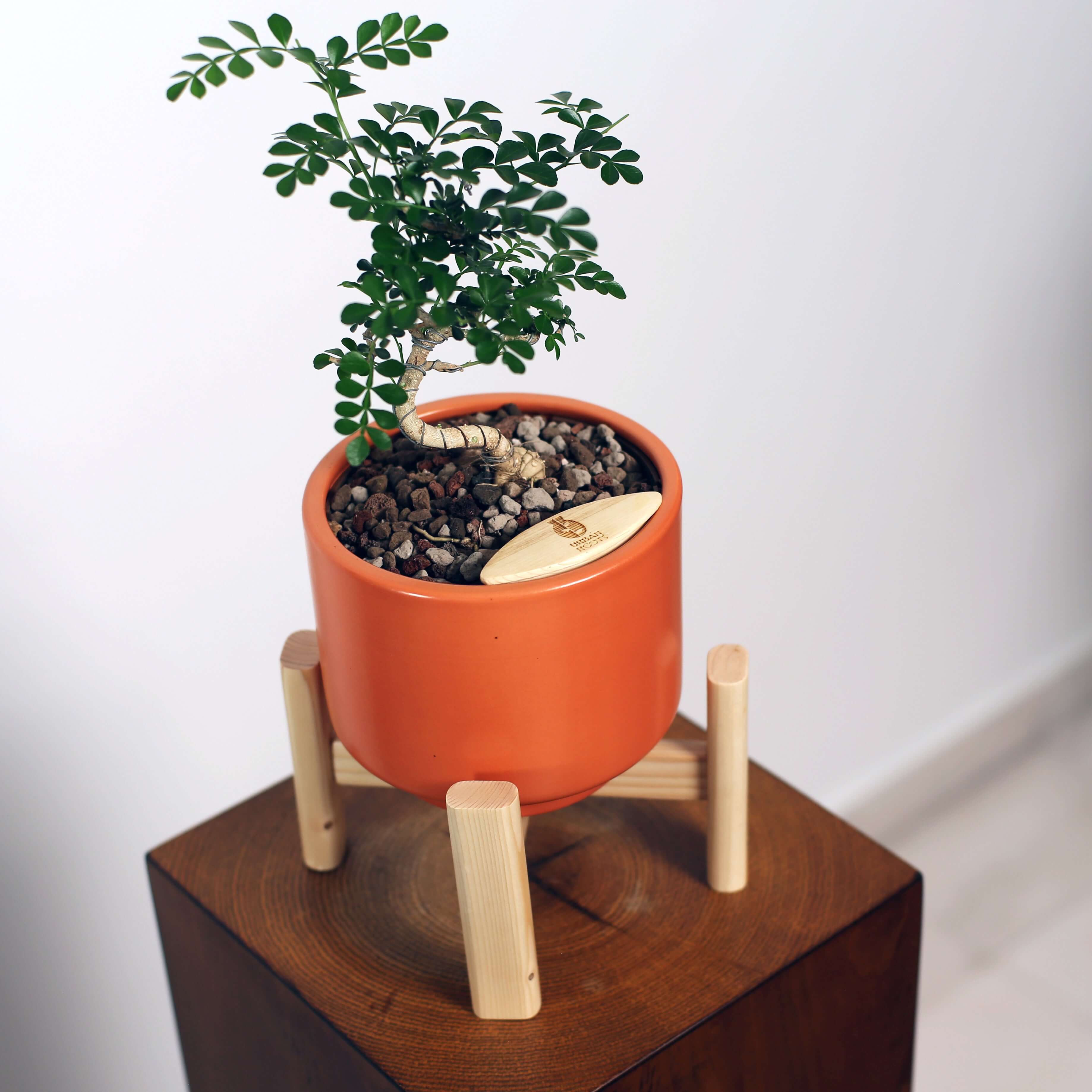 Bonsai in Haku pot (Feroniea Lucida Bonsai)