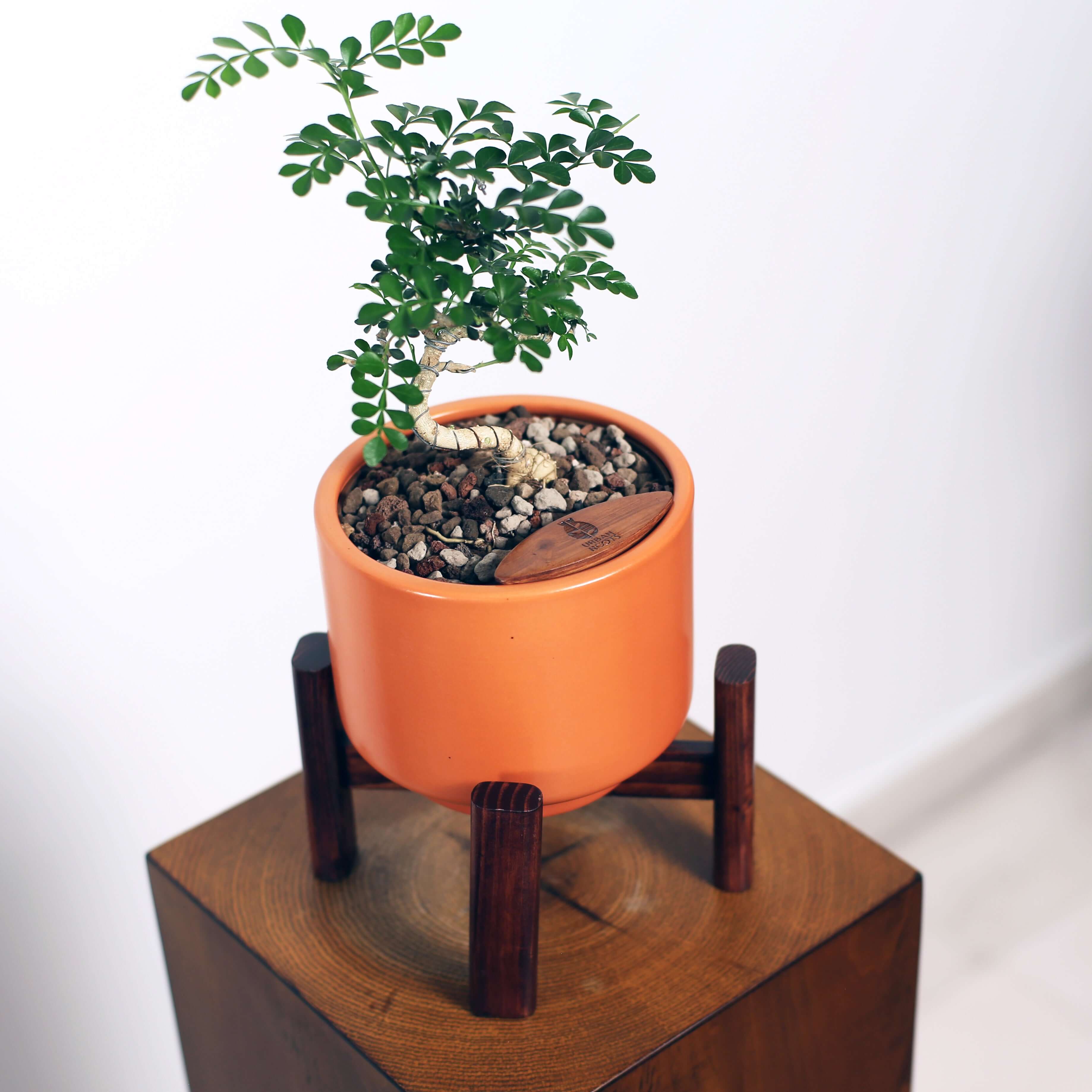 Bonsai in Haku pot (Feroniea Lucida Bonsai)