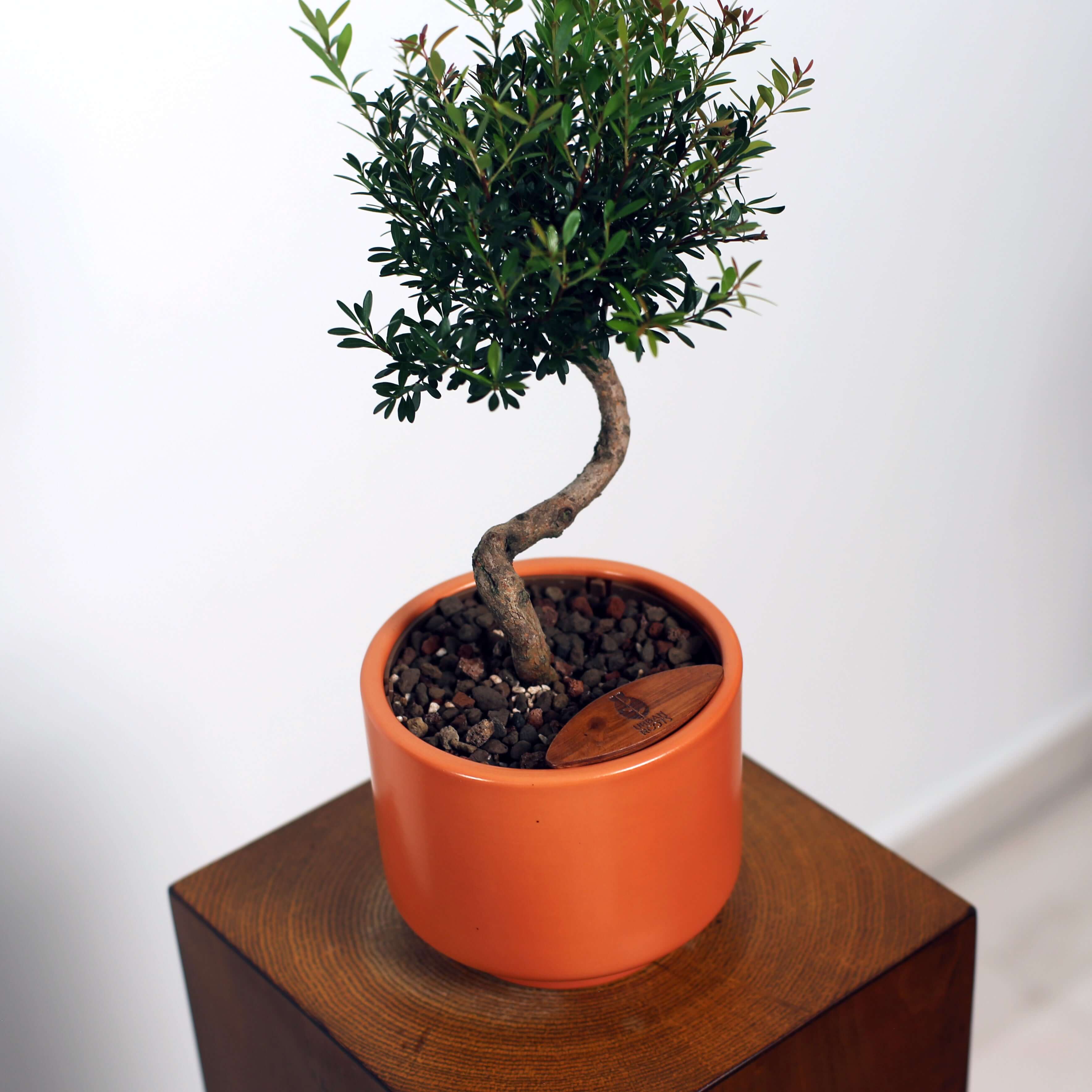 Bonsai in Haku pot (Syzygium buxifolium)