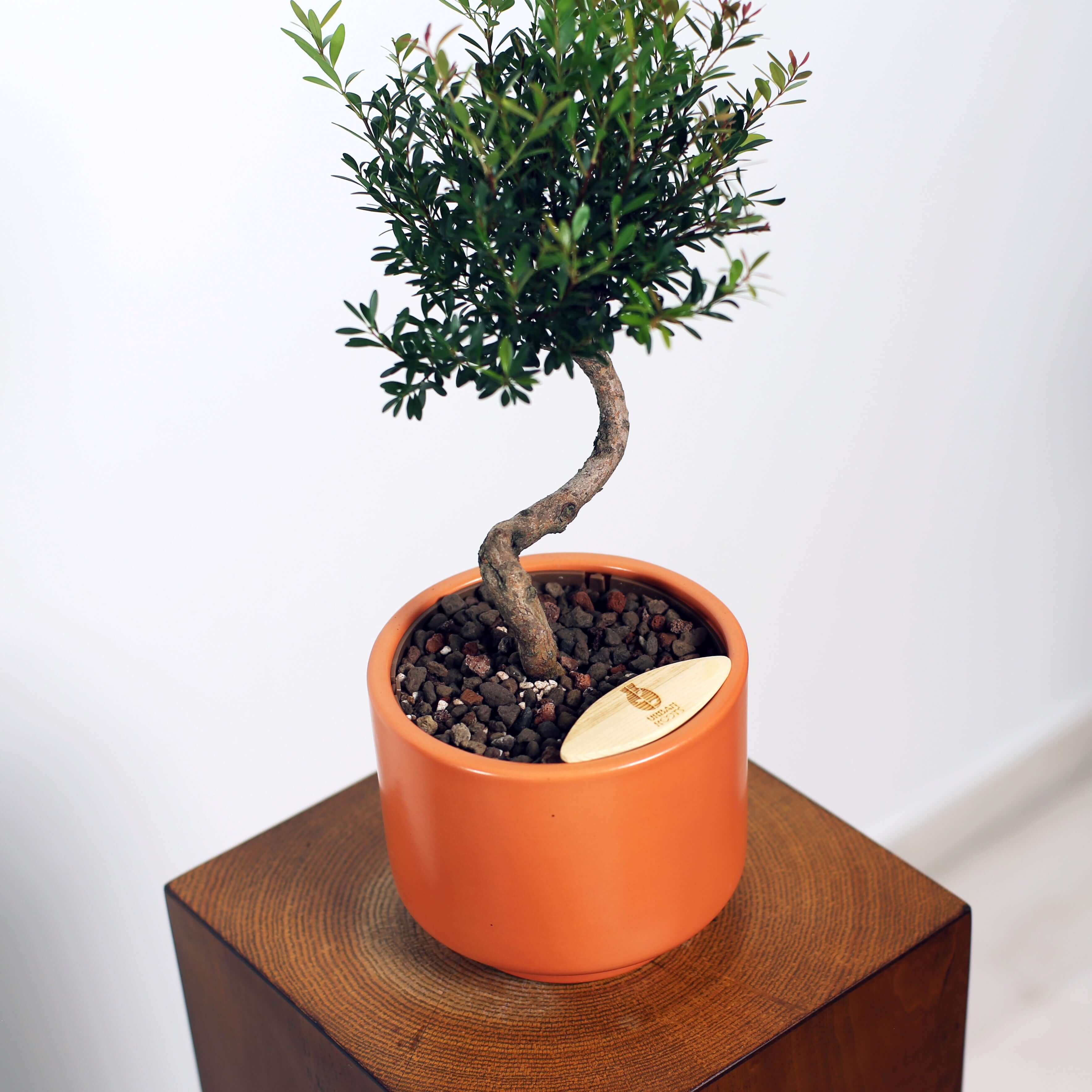 Bonsai in Haku pot (Syzygium buxifolium)