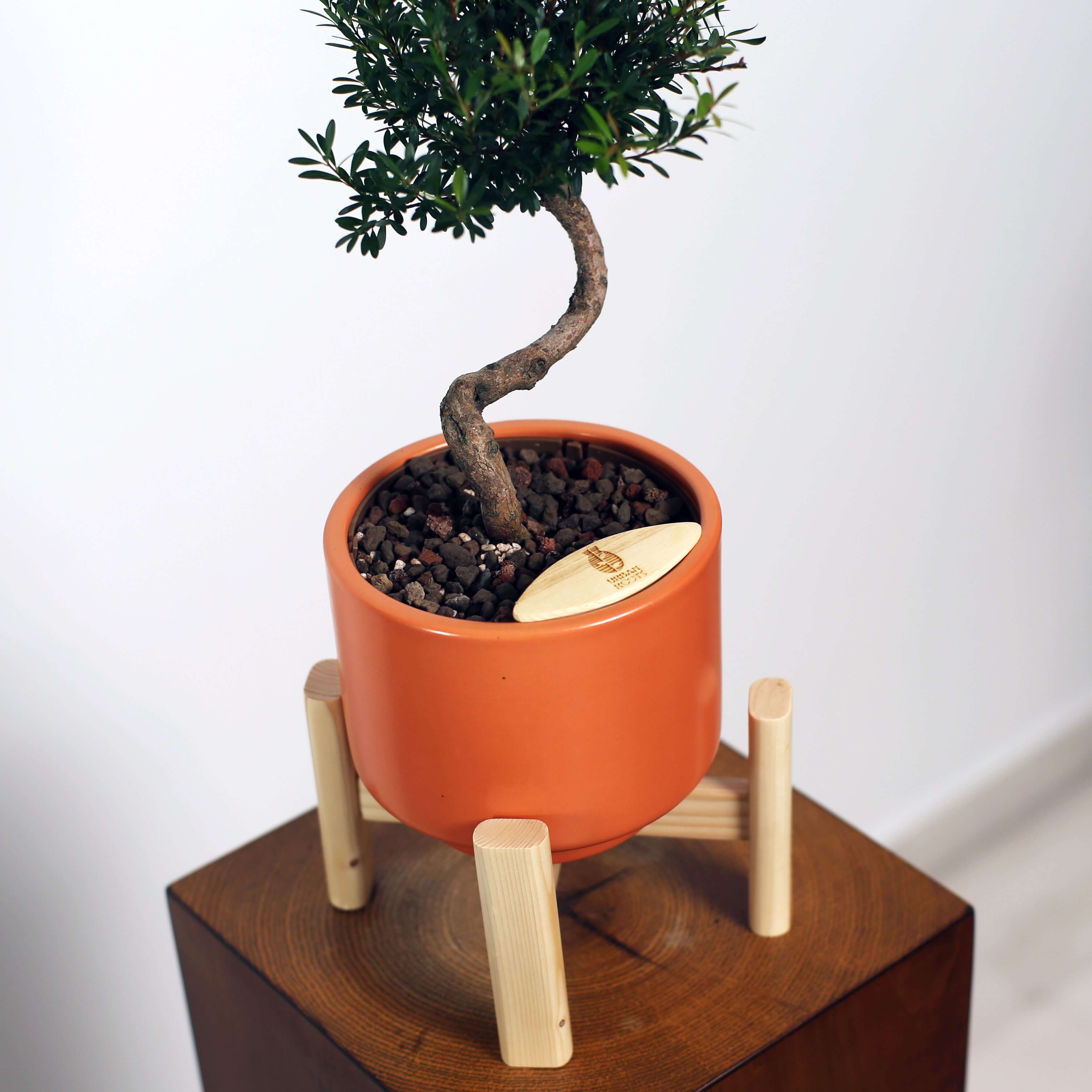 Bonsai in Haku pot (Syzygium buxifolium)