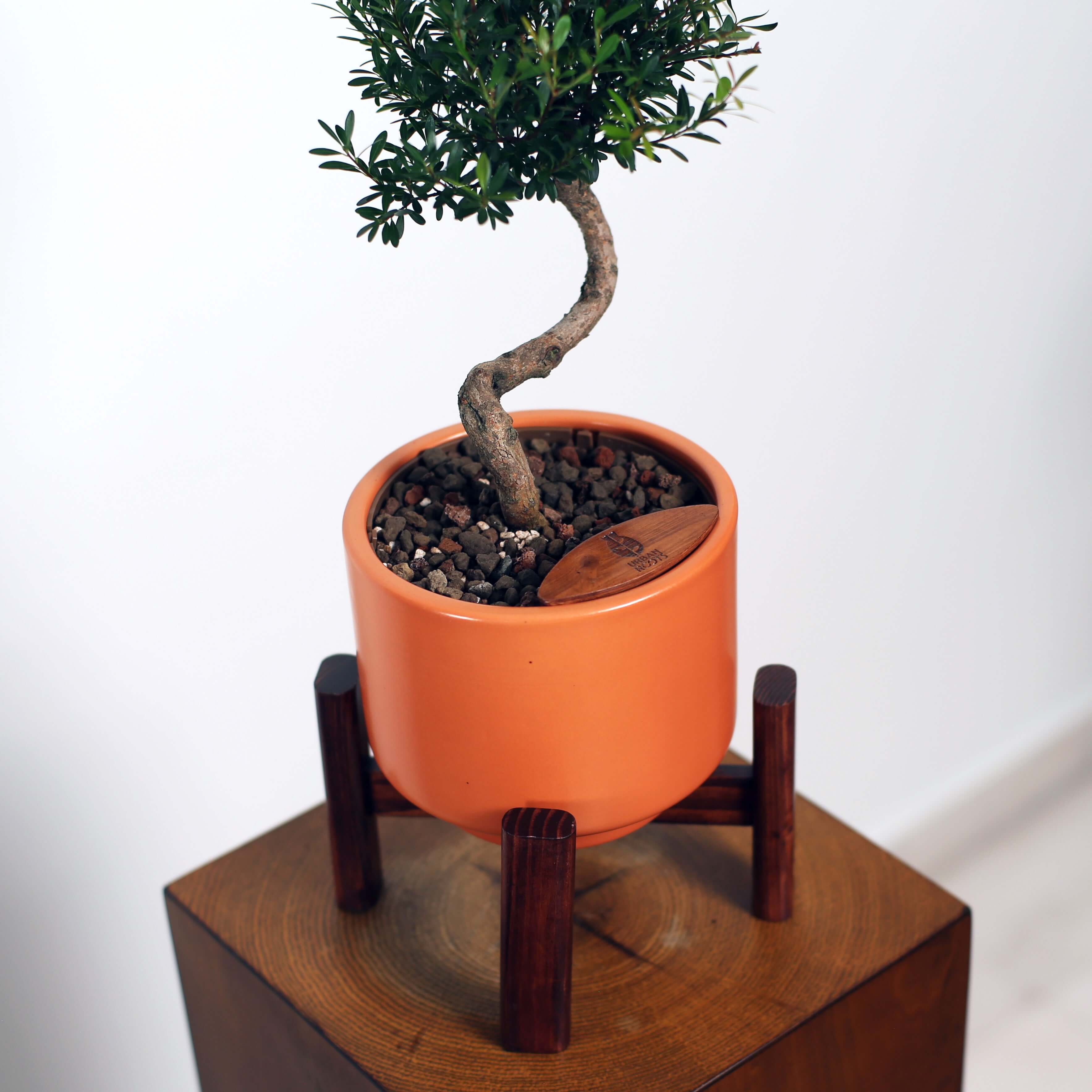 Bonsai in Haku pot (Syzygium buxifolium)