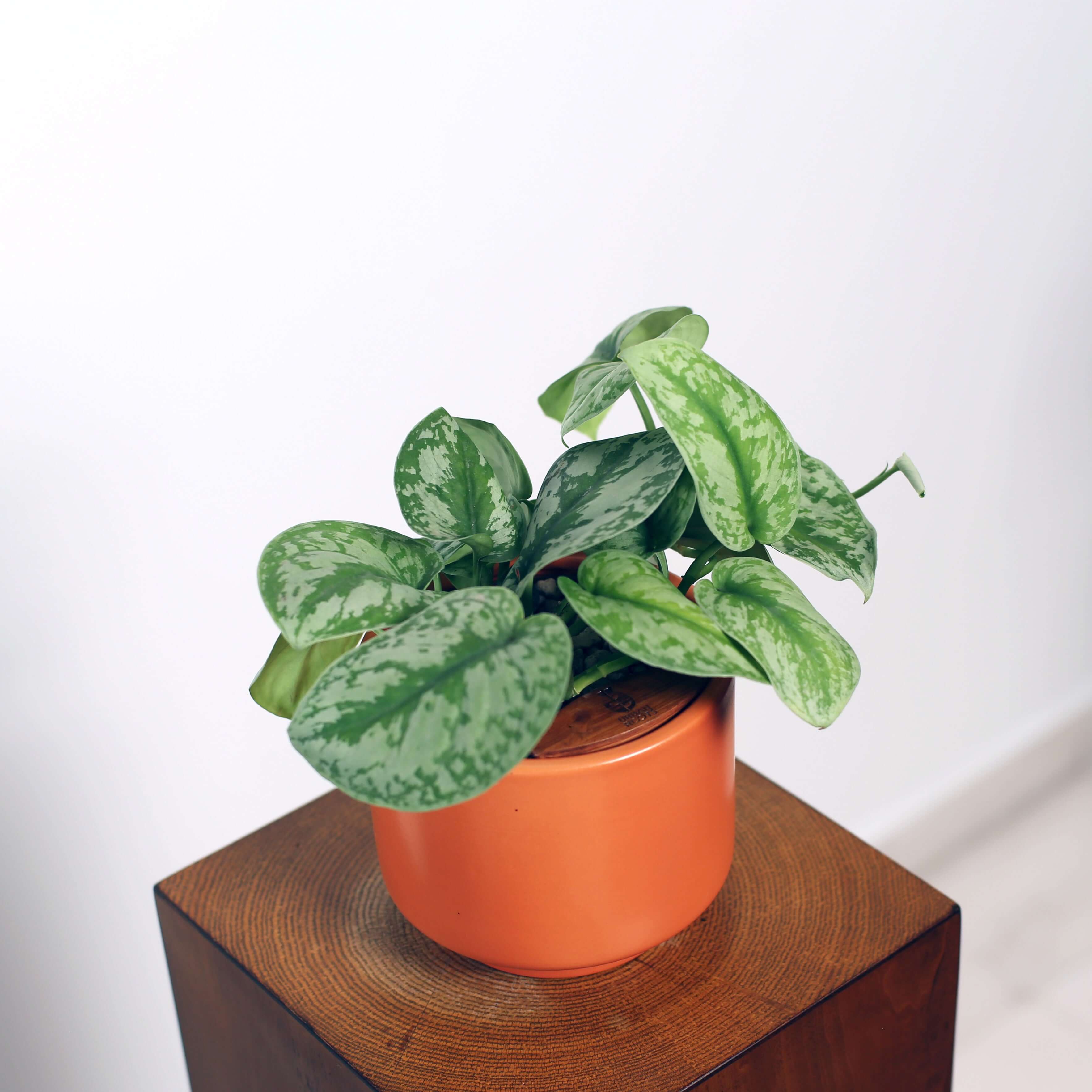 Satin Pothos in Haku pot (Scindapsus Pictus)
