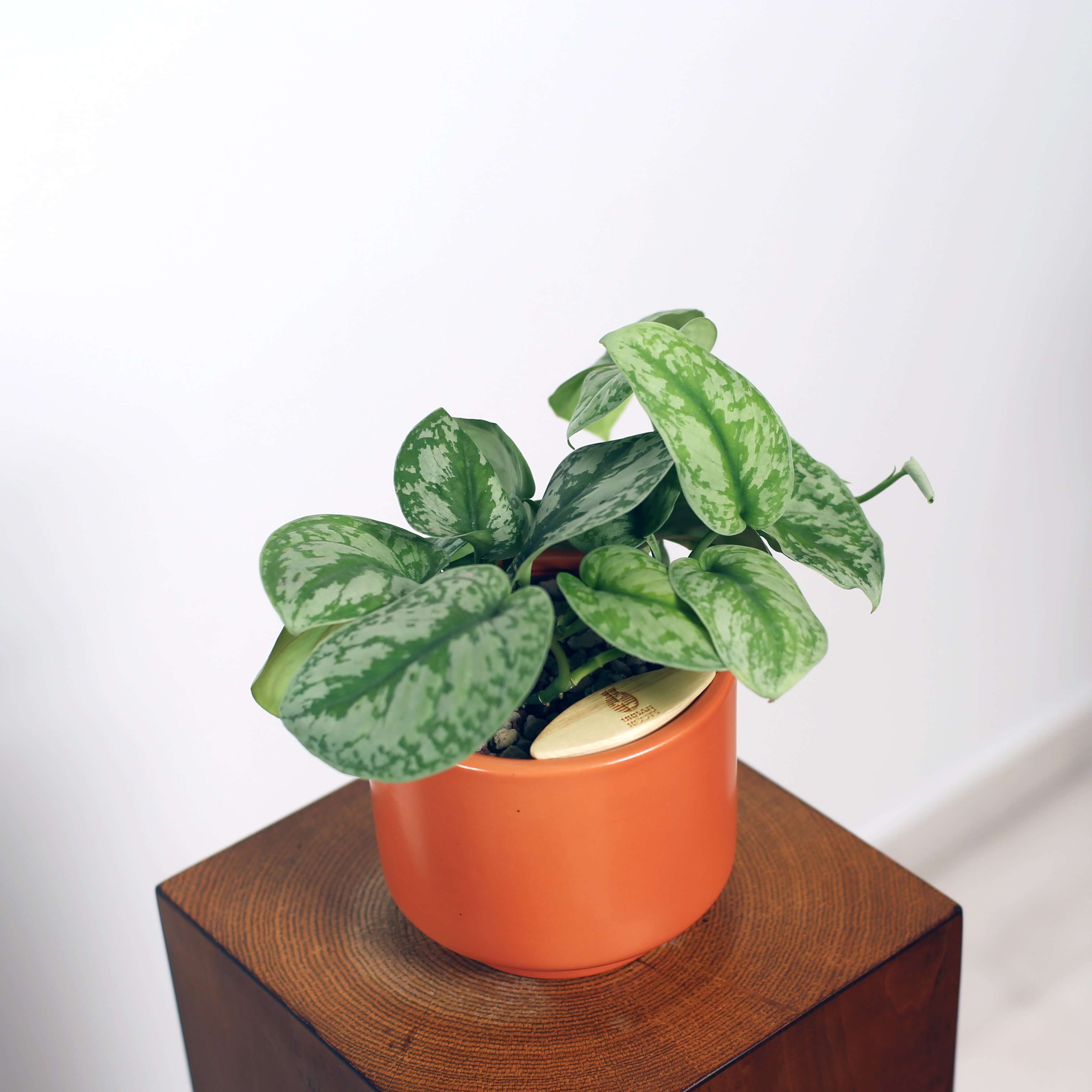 Satin Pothos in Haku pot (Scindapsus Pictus)