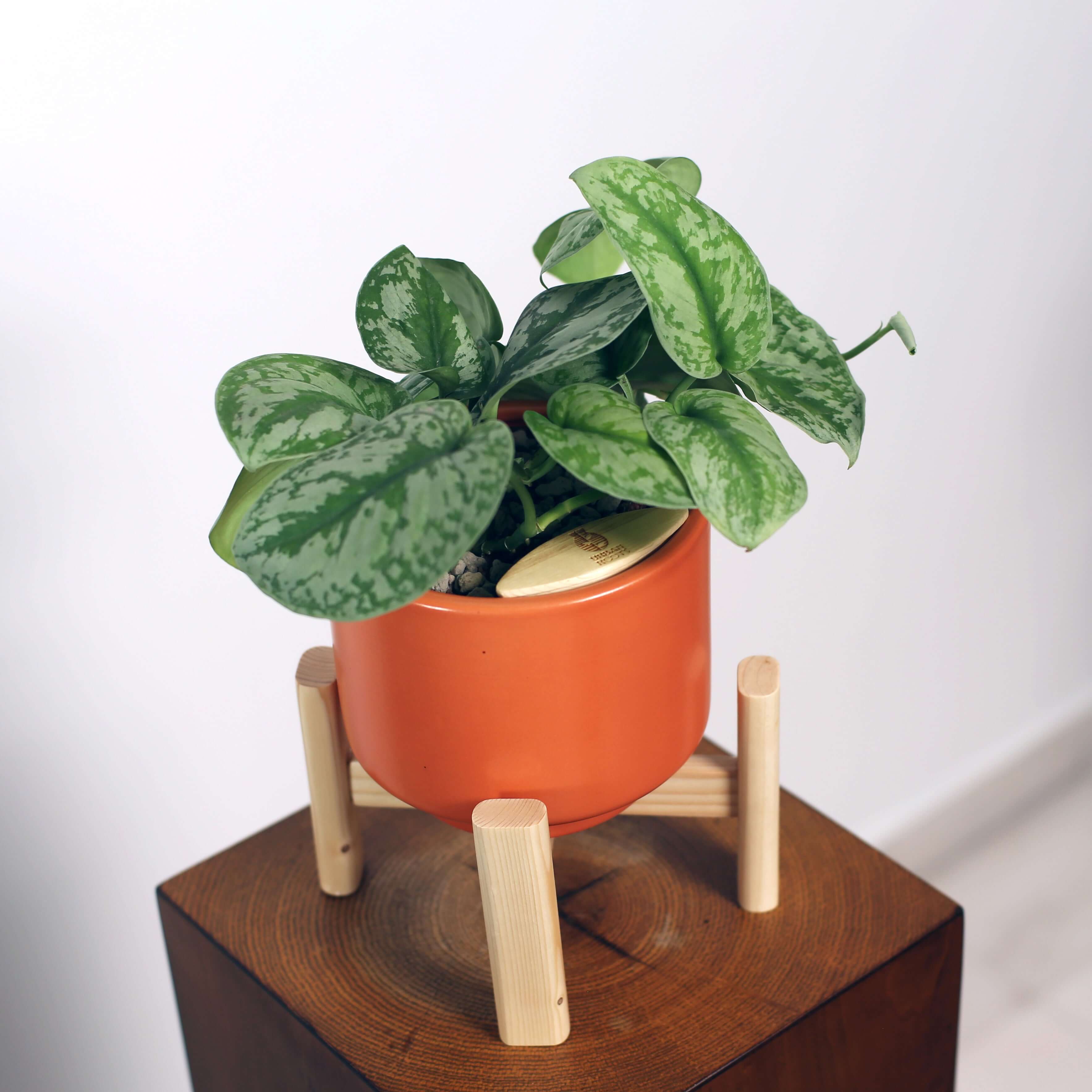Satin Pothos in Haku pot (Scindapsus Pictus)