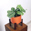 Satin Pothos in Haku pot (Scindapsus Pictus)