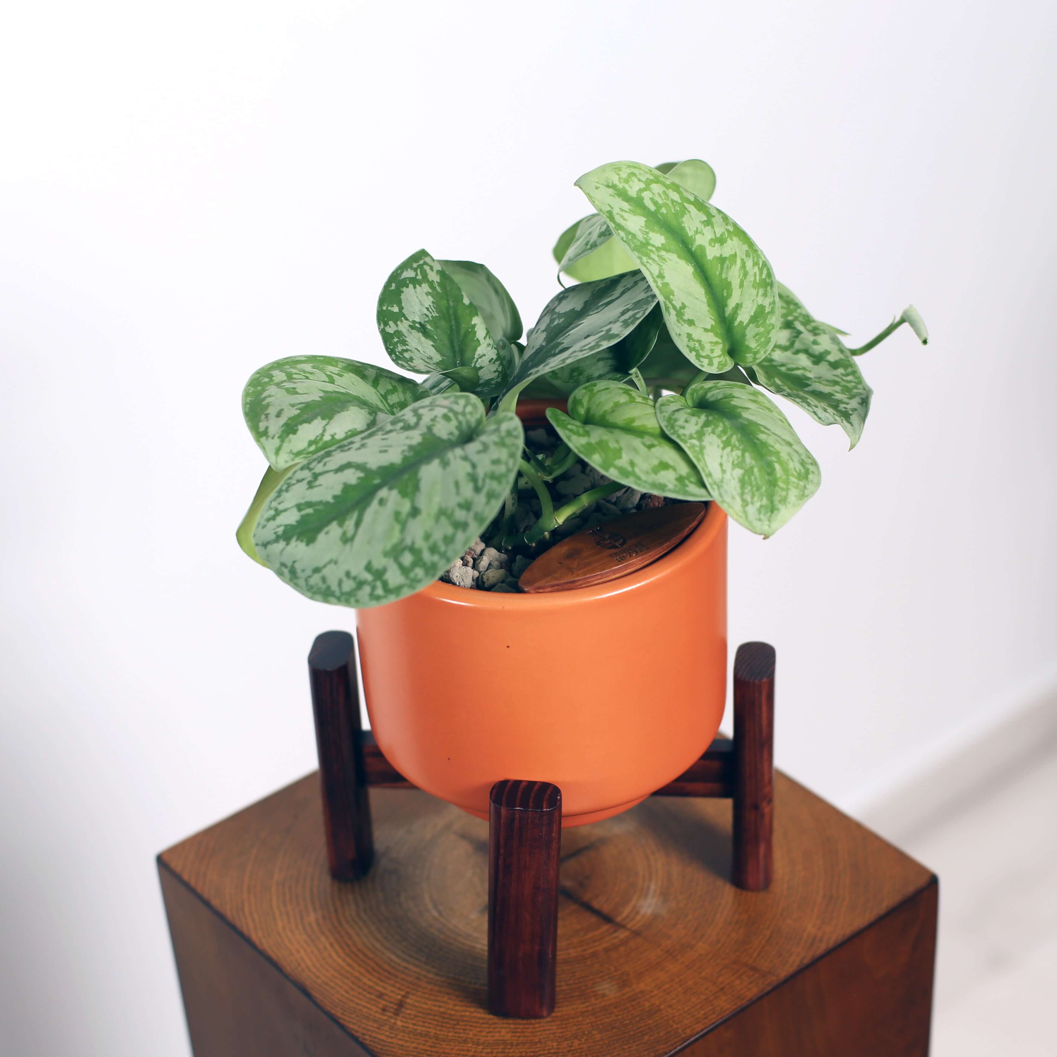 Satin Pothos in Haku pot (Scindapsus Pictus)
