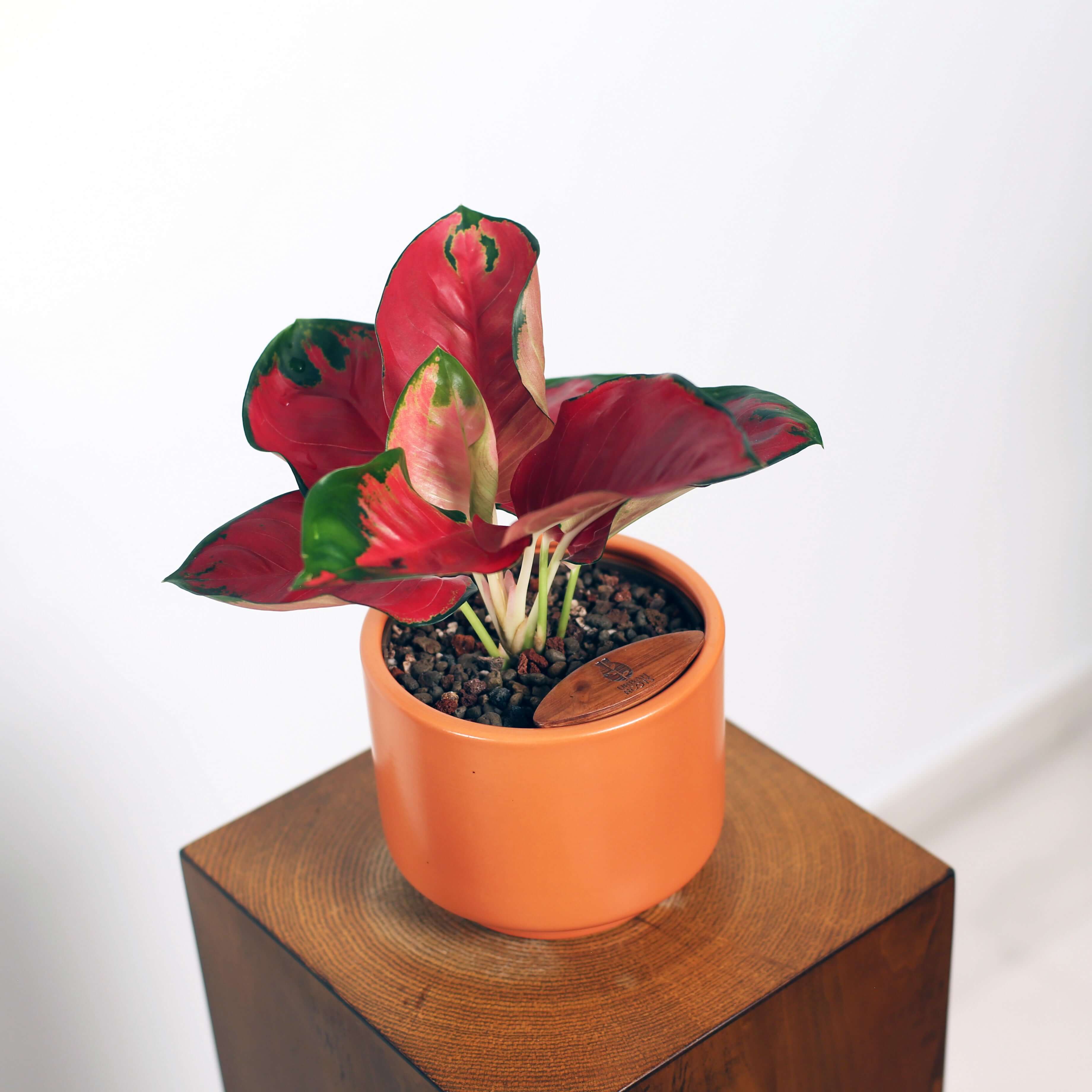 Aglaonema in Haku pot