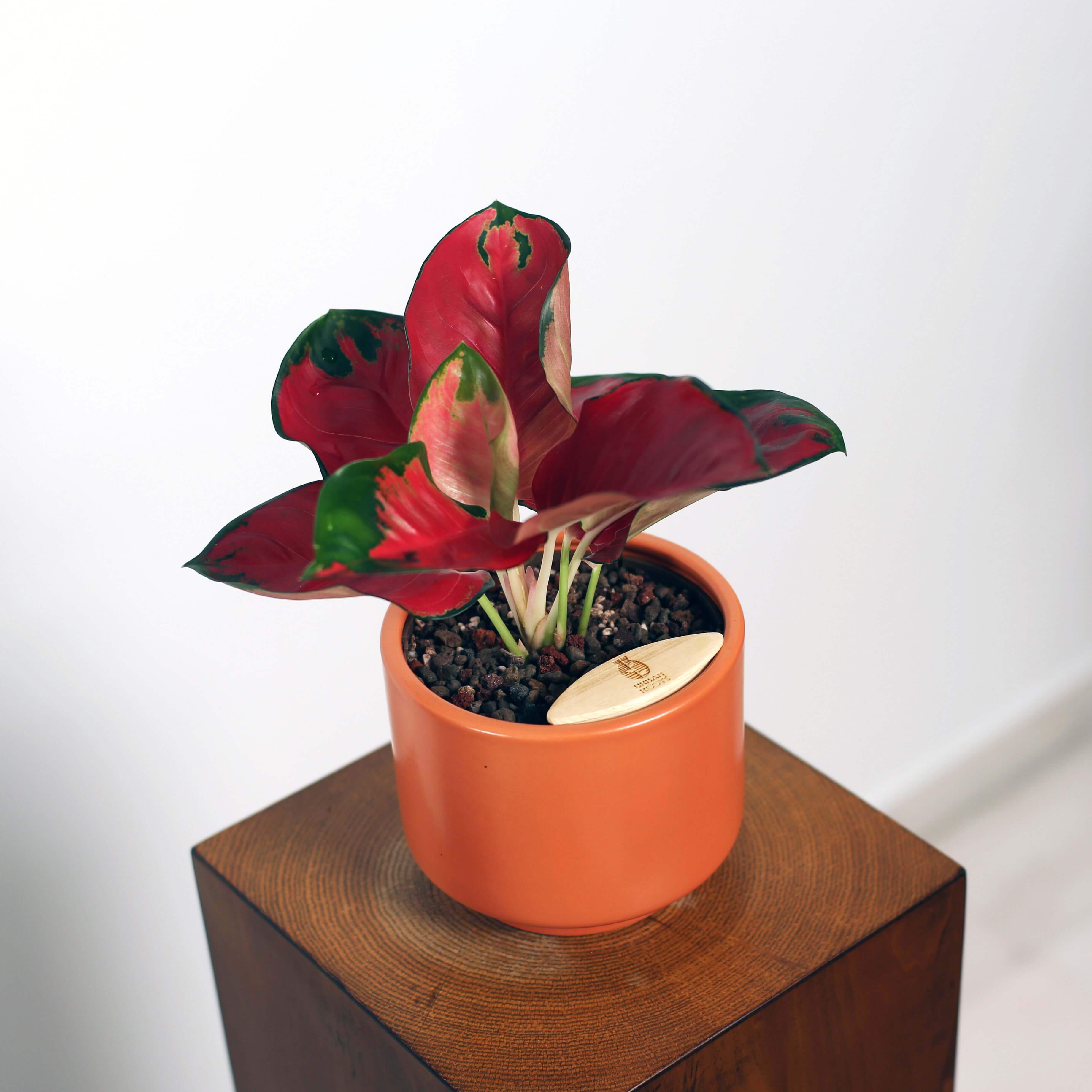Aglaonema in Haku pot