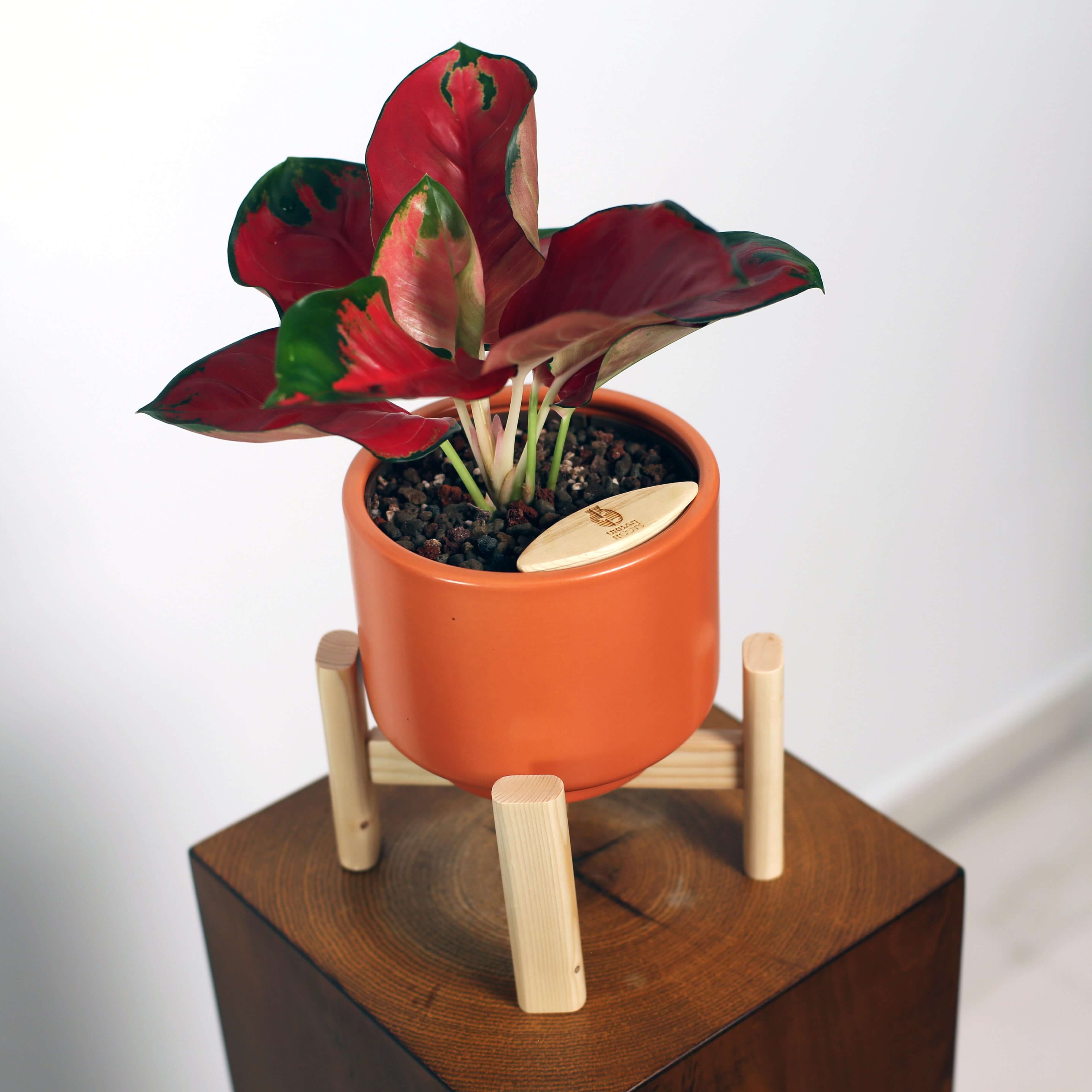 Aglaonema in Haku pot