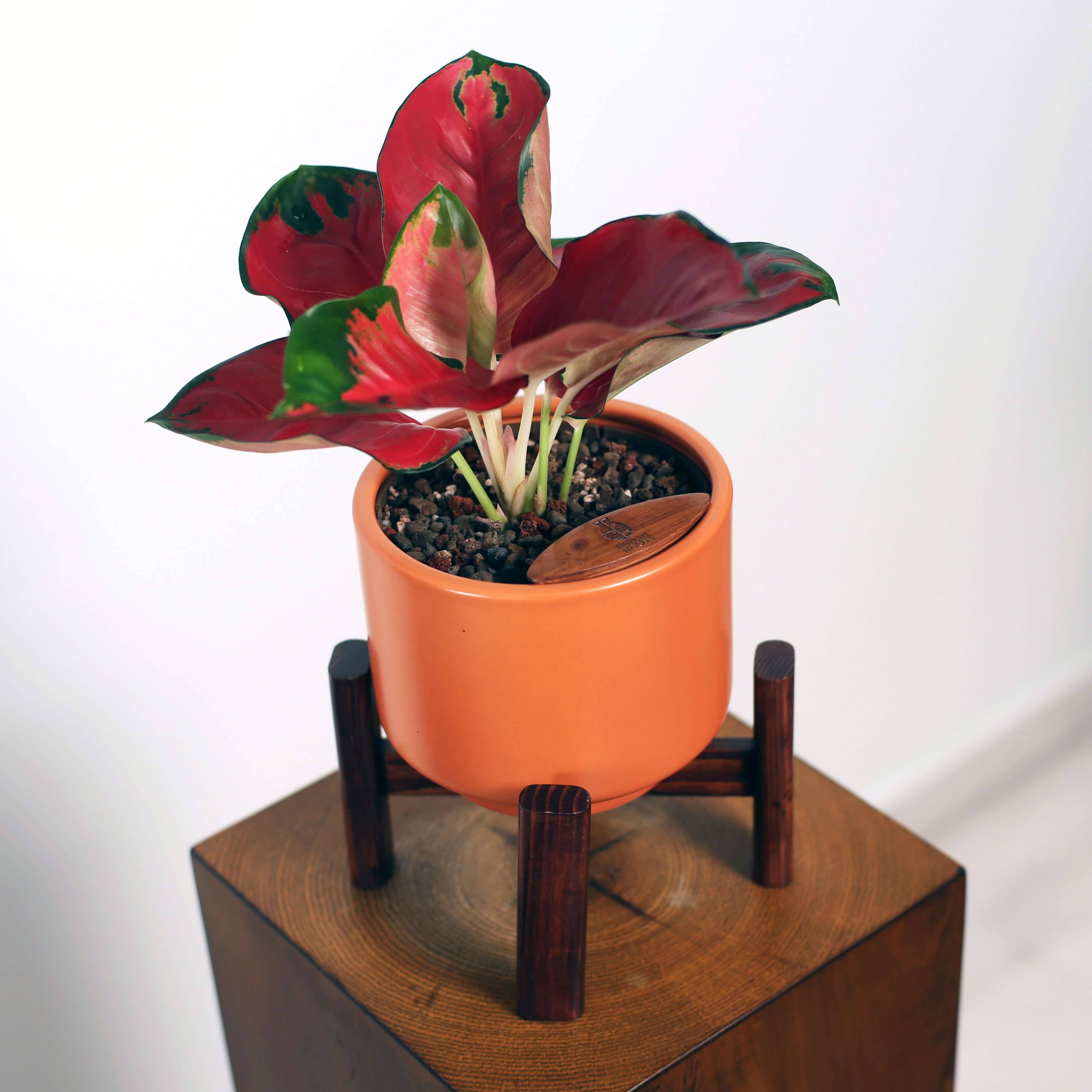 Aglaonema in Haku pot