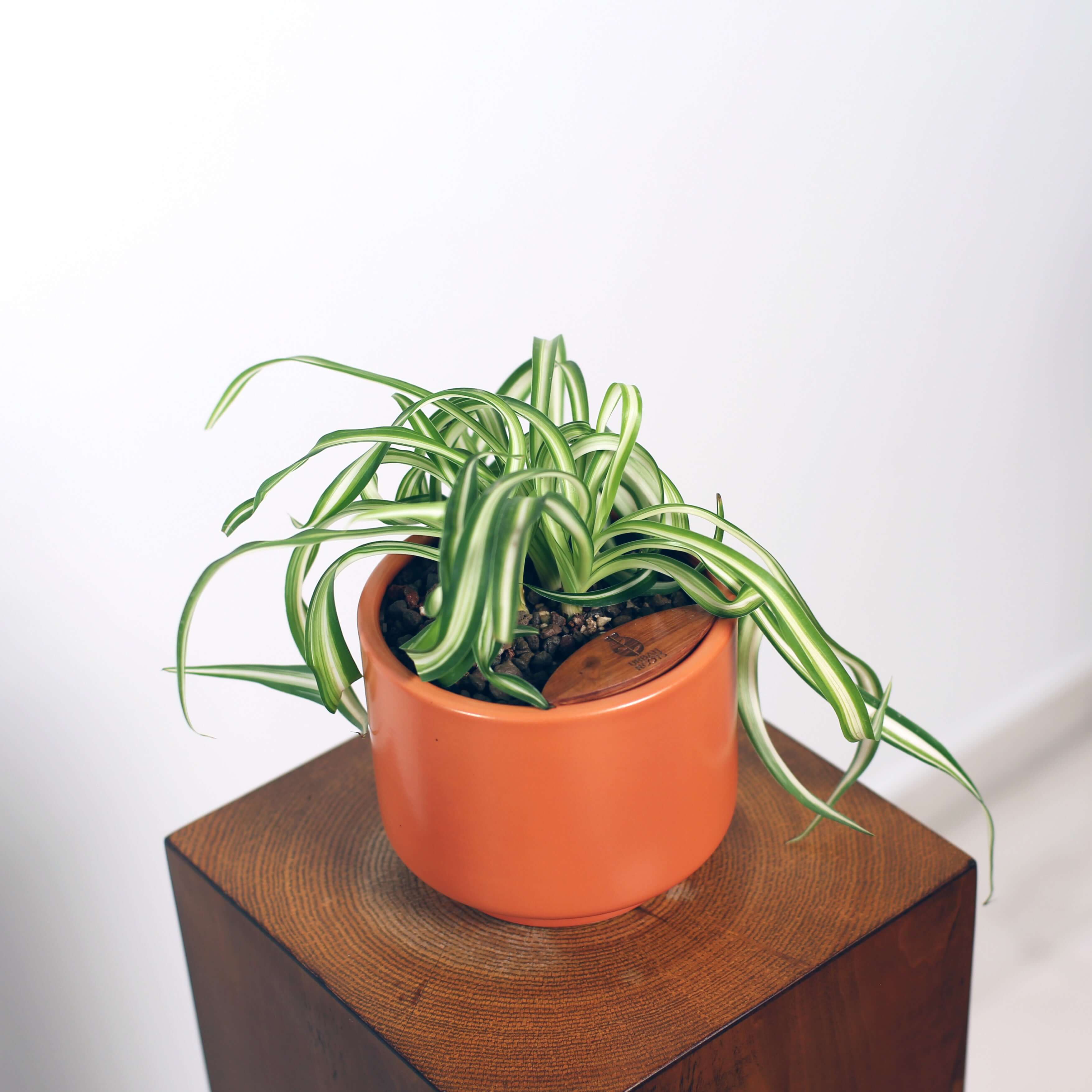 Bonnie Spider Plant in Haku pot (Chlorophytum comosum)