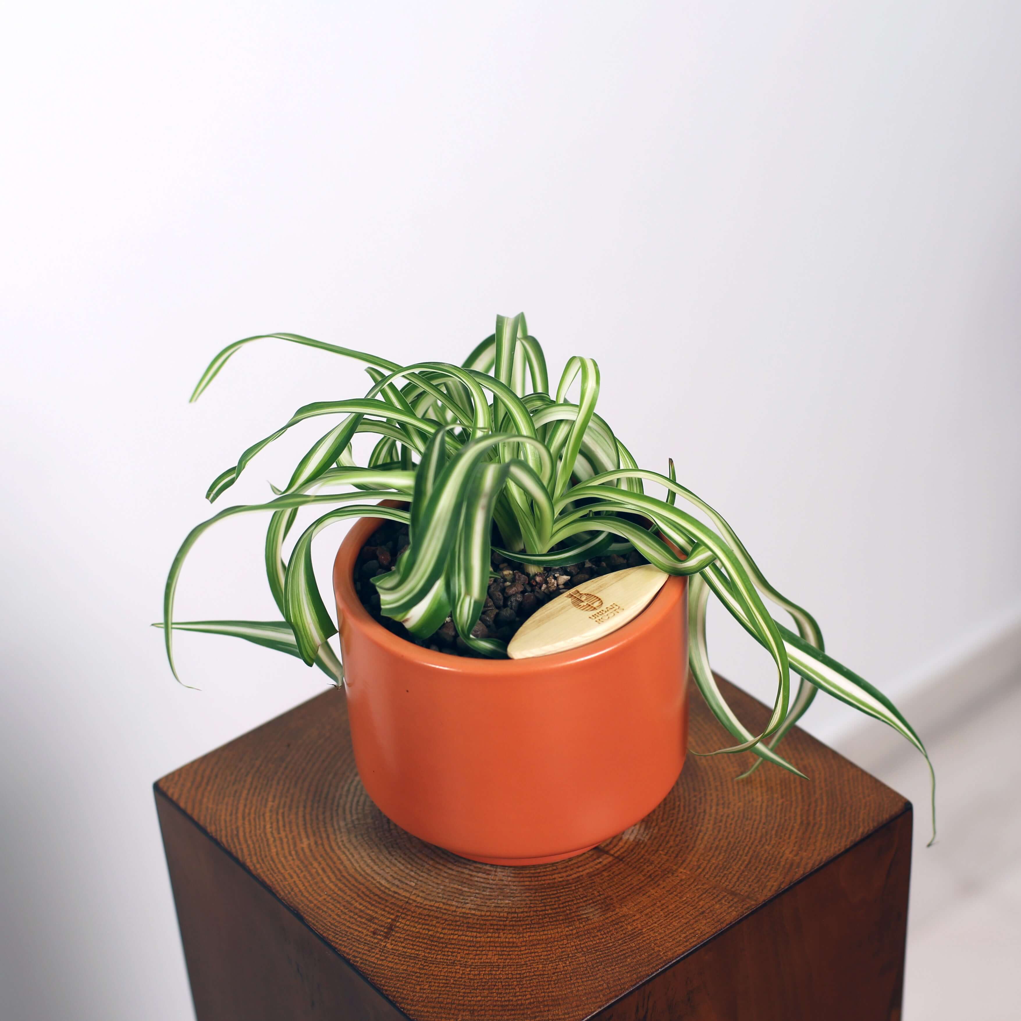 Bonnie Spider Plant in Haku pot (Chlorophytum comosum)