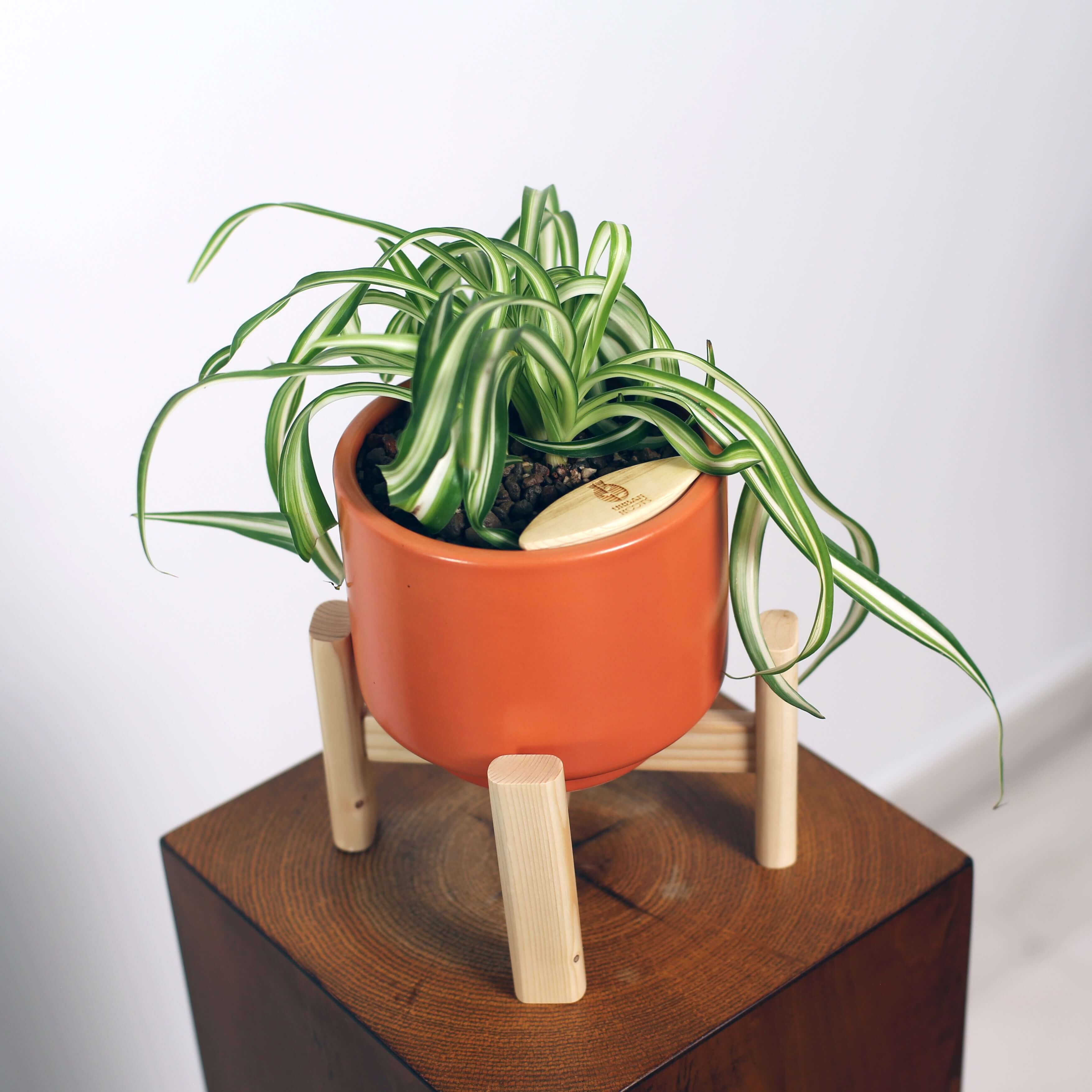 Bonnie Spider Plant in Haku pot (Chlorophytum comosum)