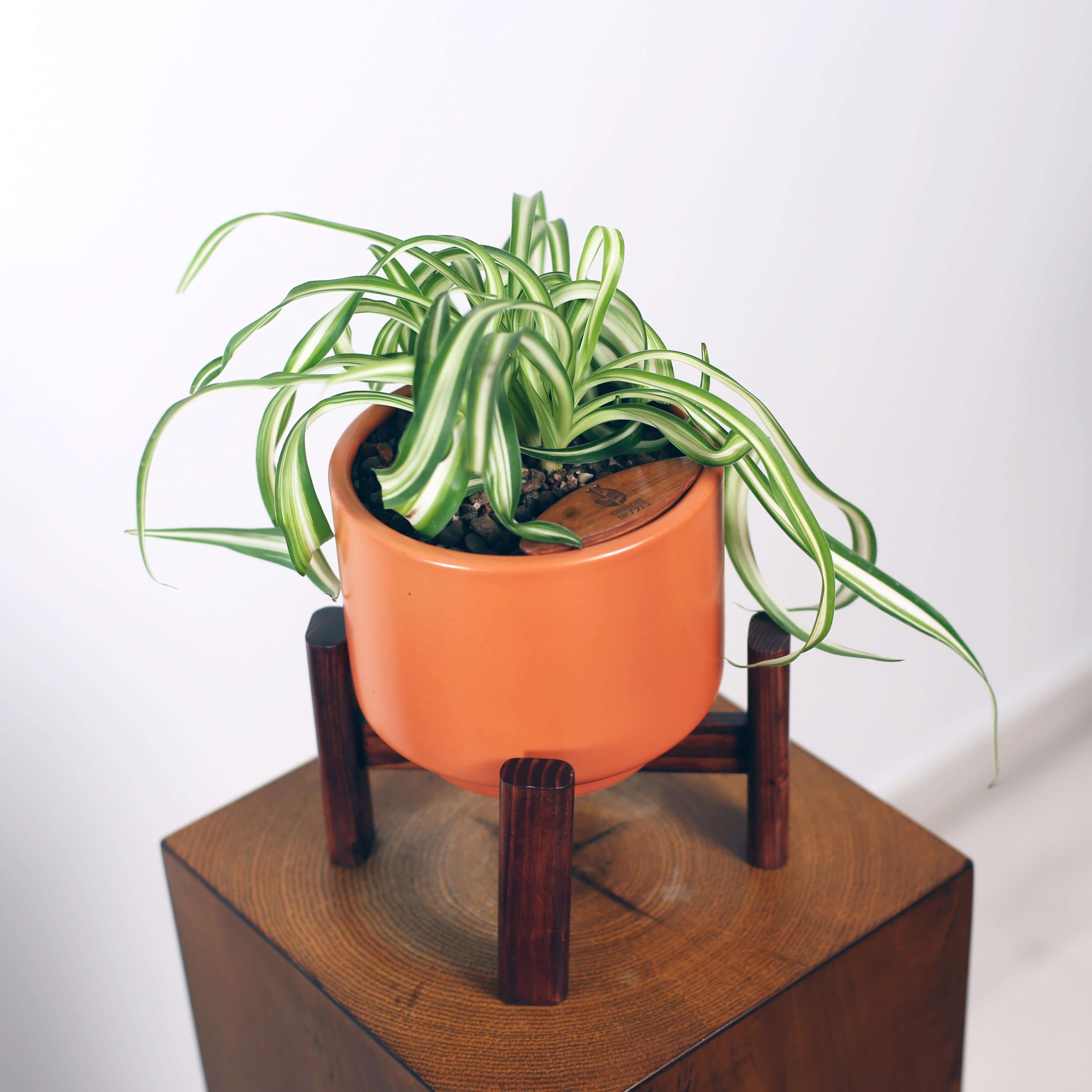 Bonnie Spider Plant in Haku pot (Chlorophytum comosum)