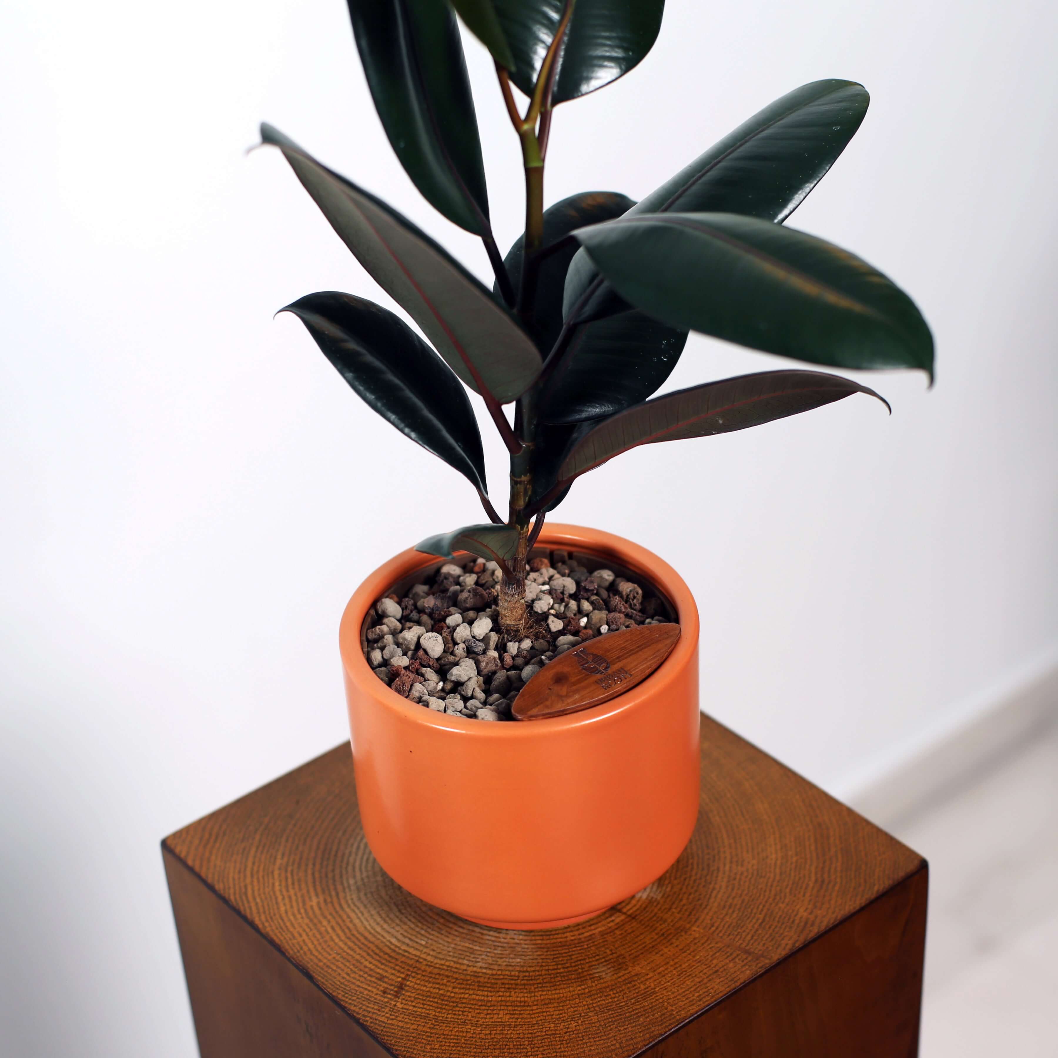 Rubber Fig in Haku pot (Ficus Elastica)
