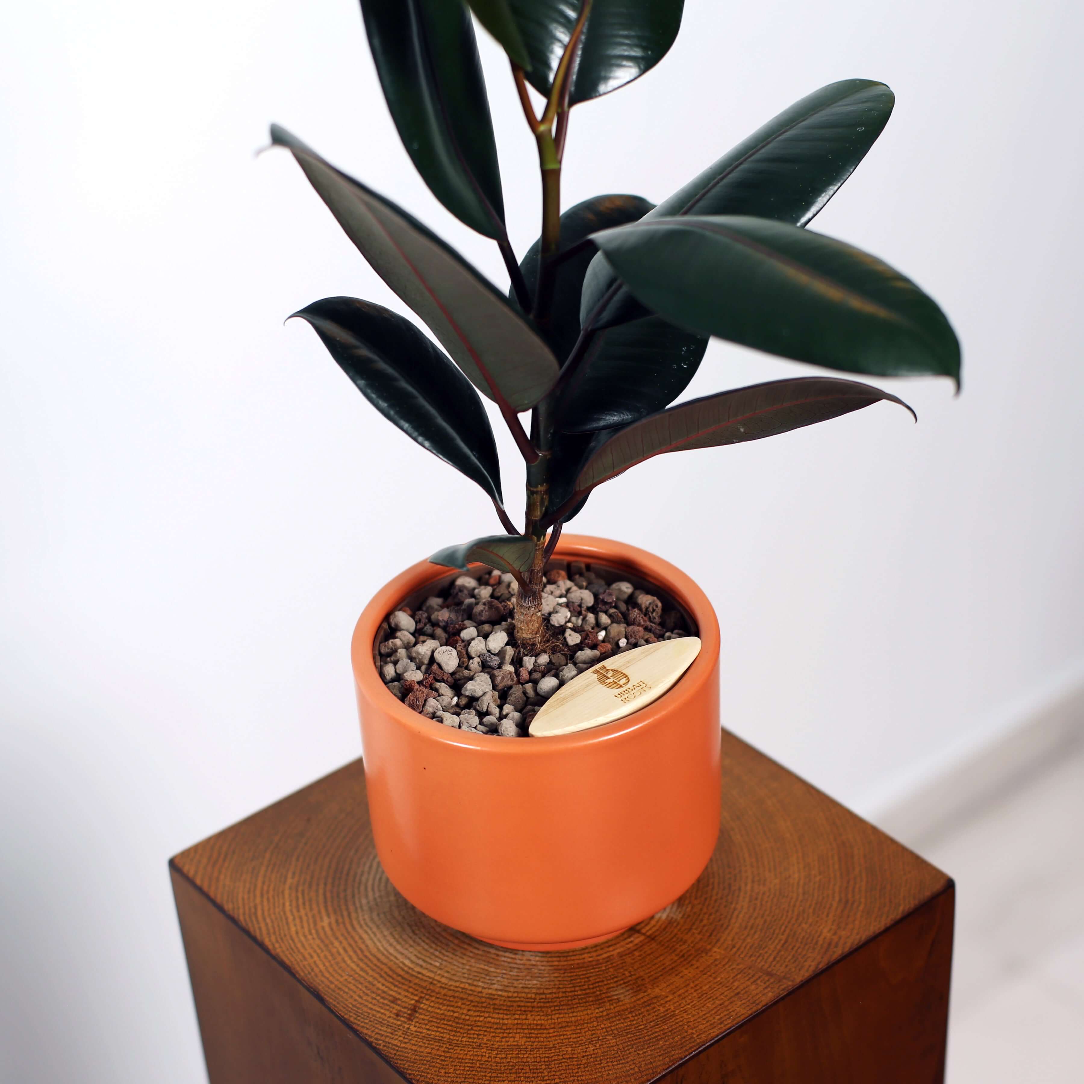 Rubber Fig in Haku pot (Ficus Elastica)